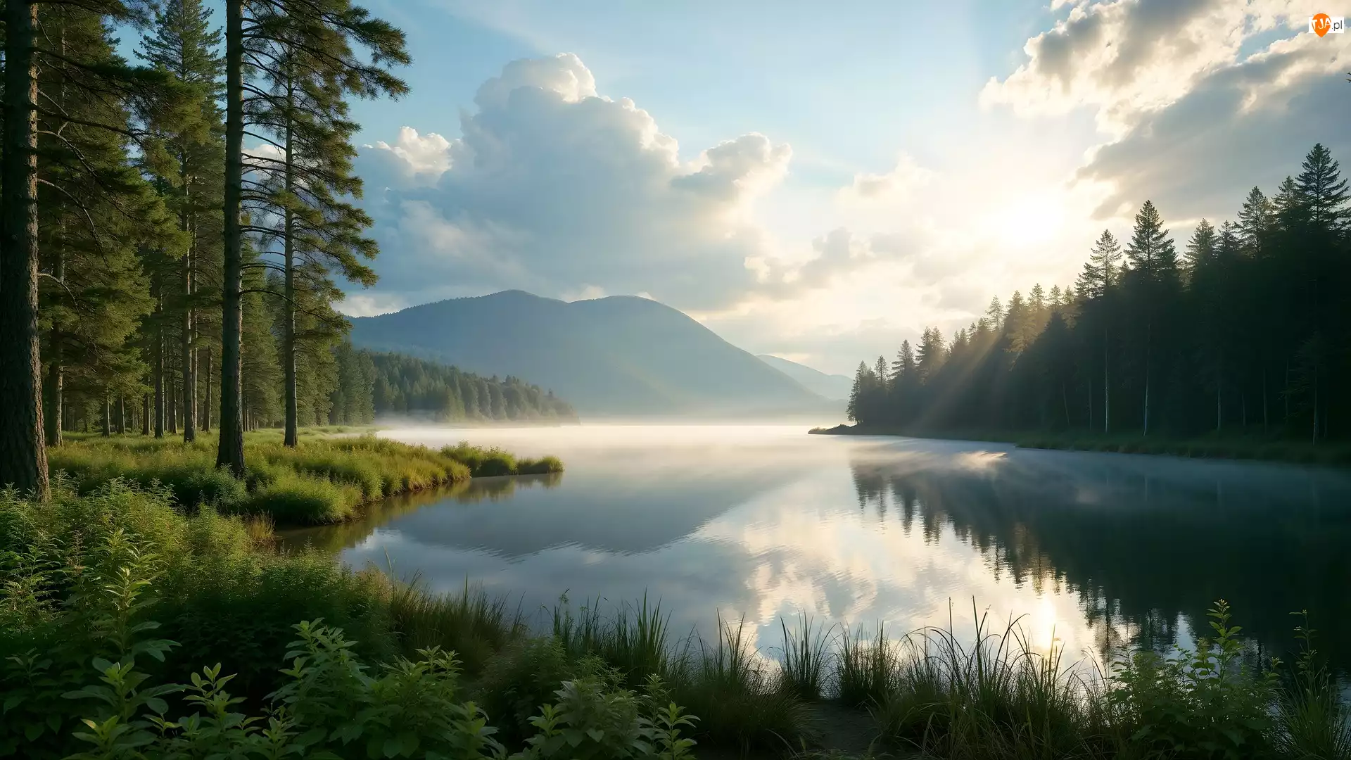 Drzewa, Chmury, Las, Jezioro, Rośliny
