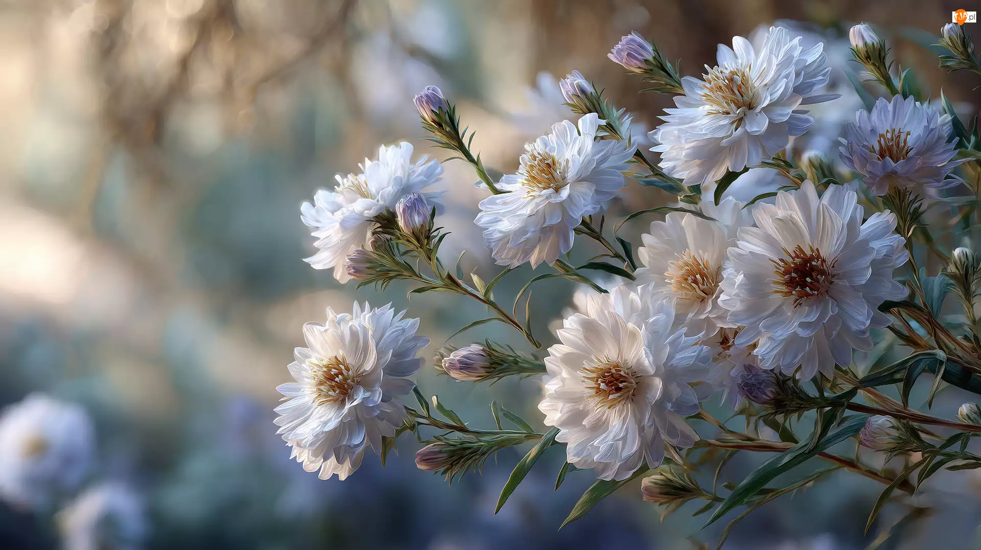 Grafika AI, Białe, Astry, Kwiaty