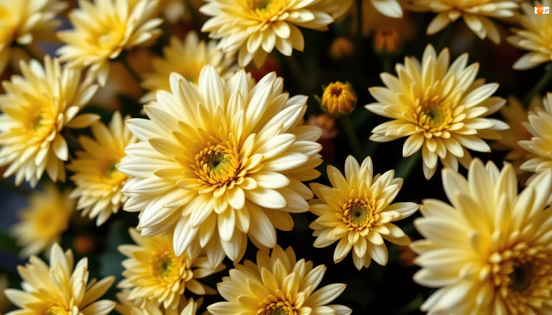 Grafika AI, Chryzantemy, Żółte, Kwiaty