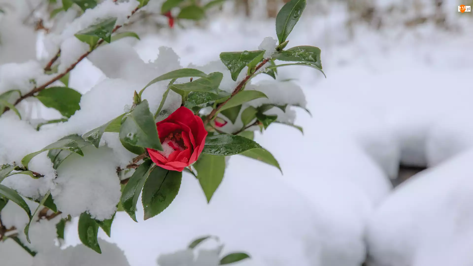Śnieg, Czerwona, Róża