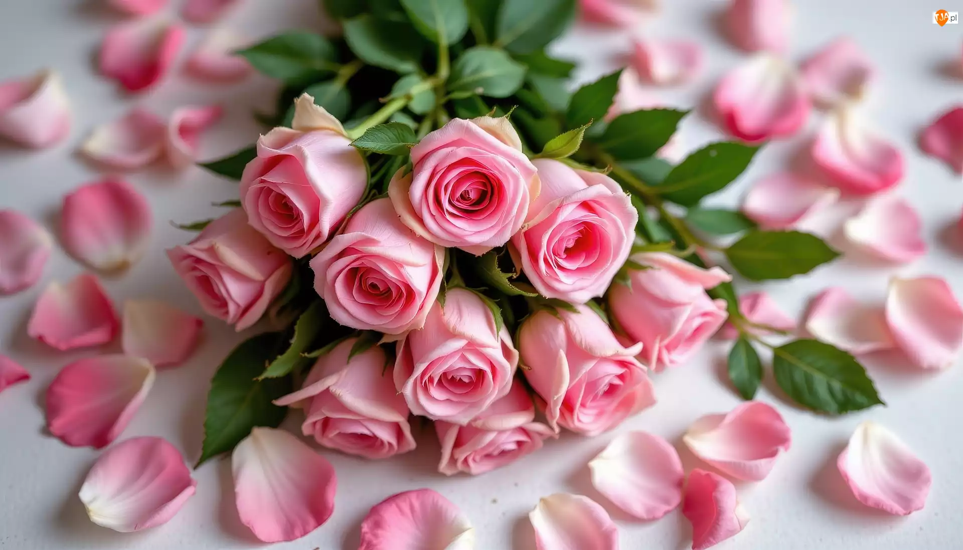 Płatki, Wiązanka, Różowe, Róże