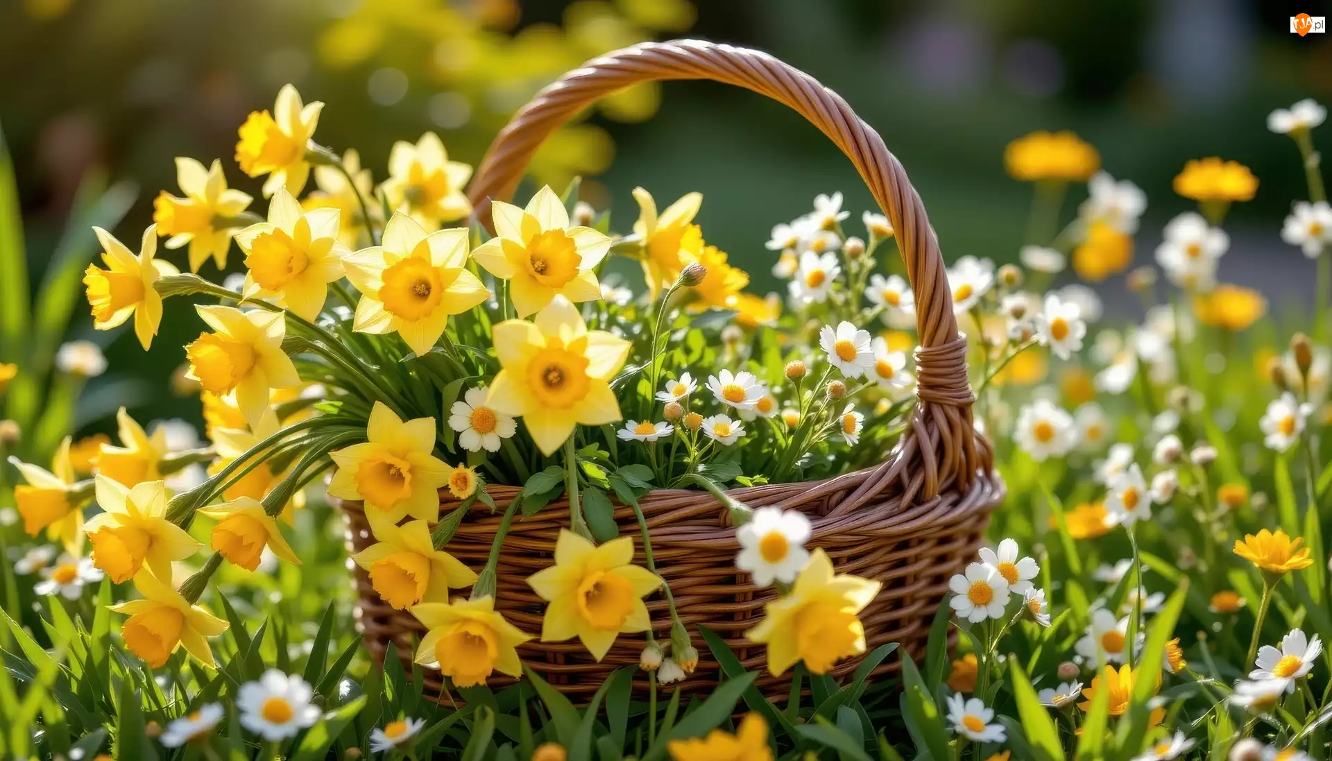 Stokrotki, Wiklinowy, Koszyk, Narcyzy żonkile