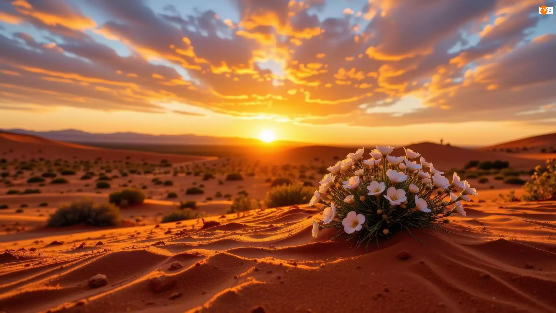 Kępki, Zachód słońca, Białych, Roślin, Pustynia, Kwiatów, Zachód słońca, Kępka
