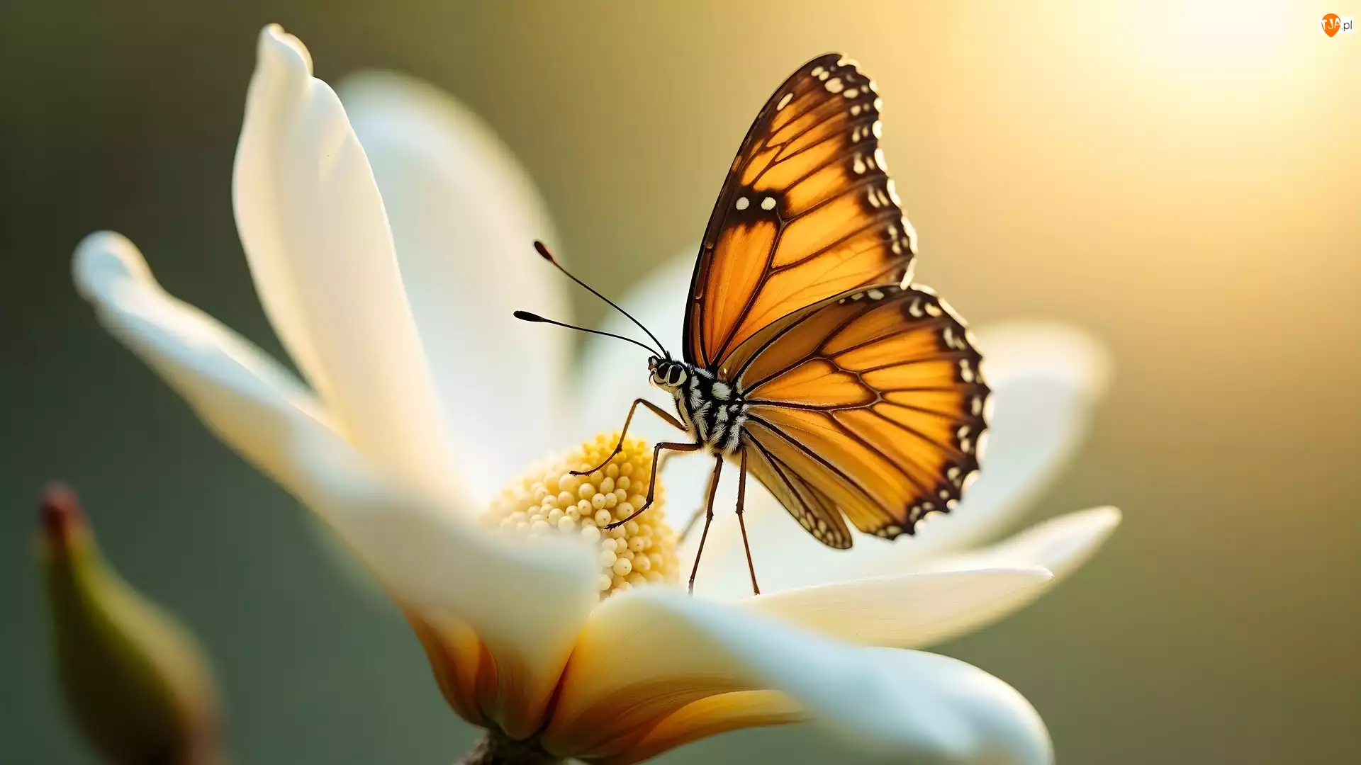 Zbliżenie, Motyl, Biały, Kwiat