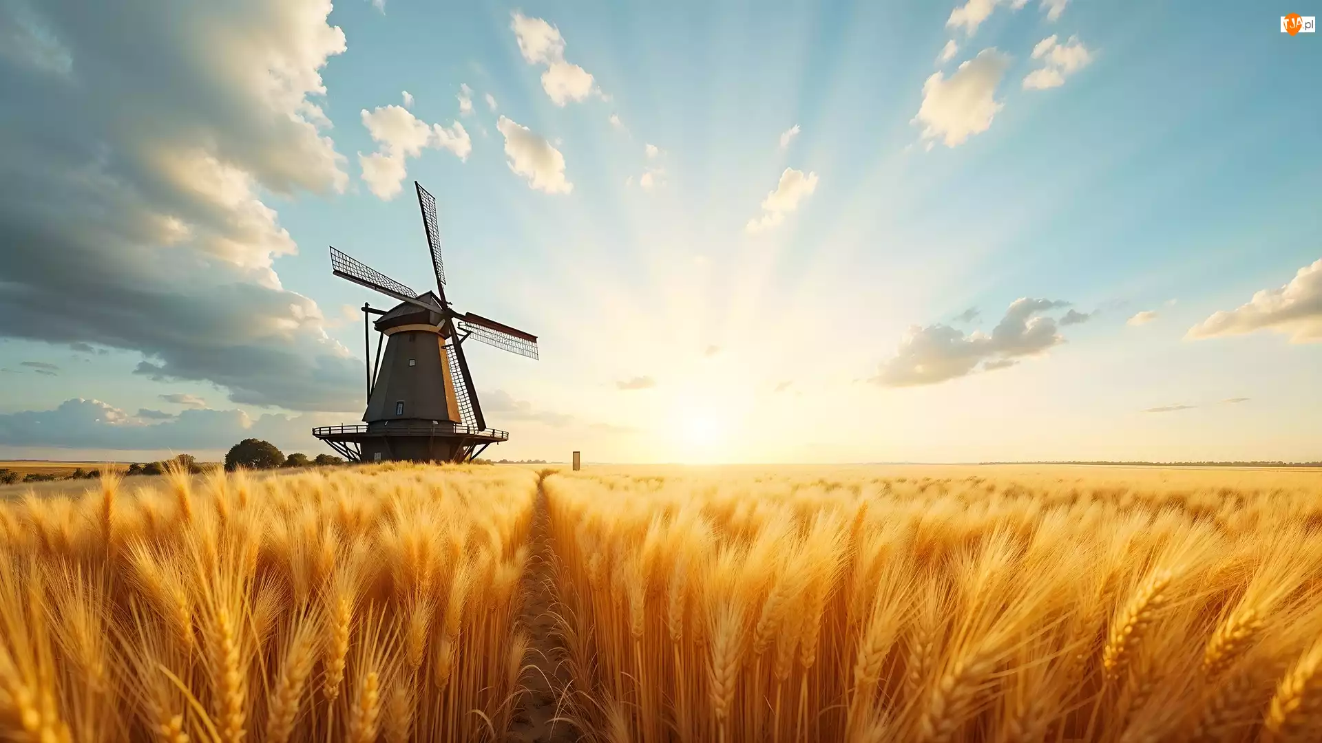AI, Pole, Zboże, Wiatrak