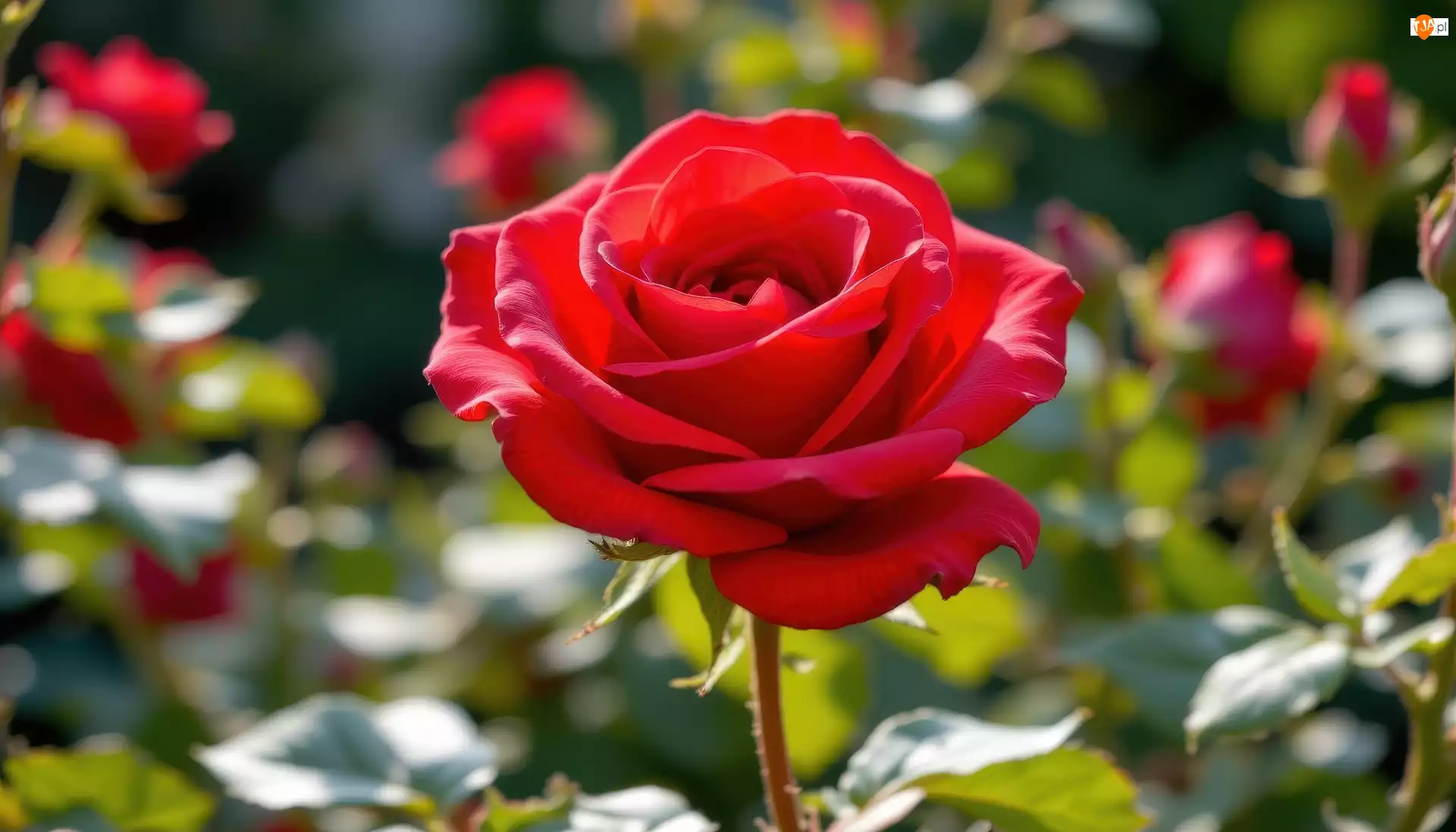 AI, Róża, Czerwona, Liście