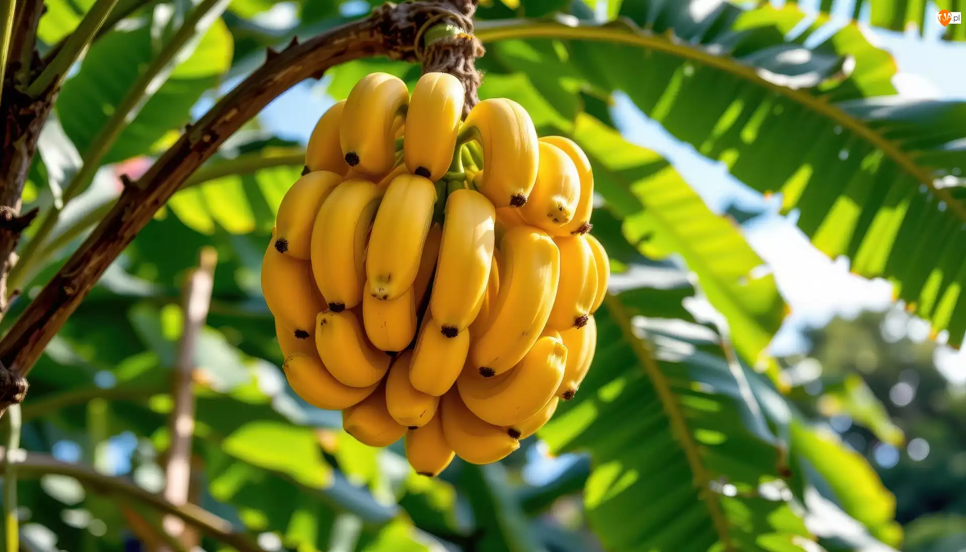 Gałąź, Grafika AI, Owoce, Banany, Liście