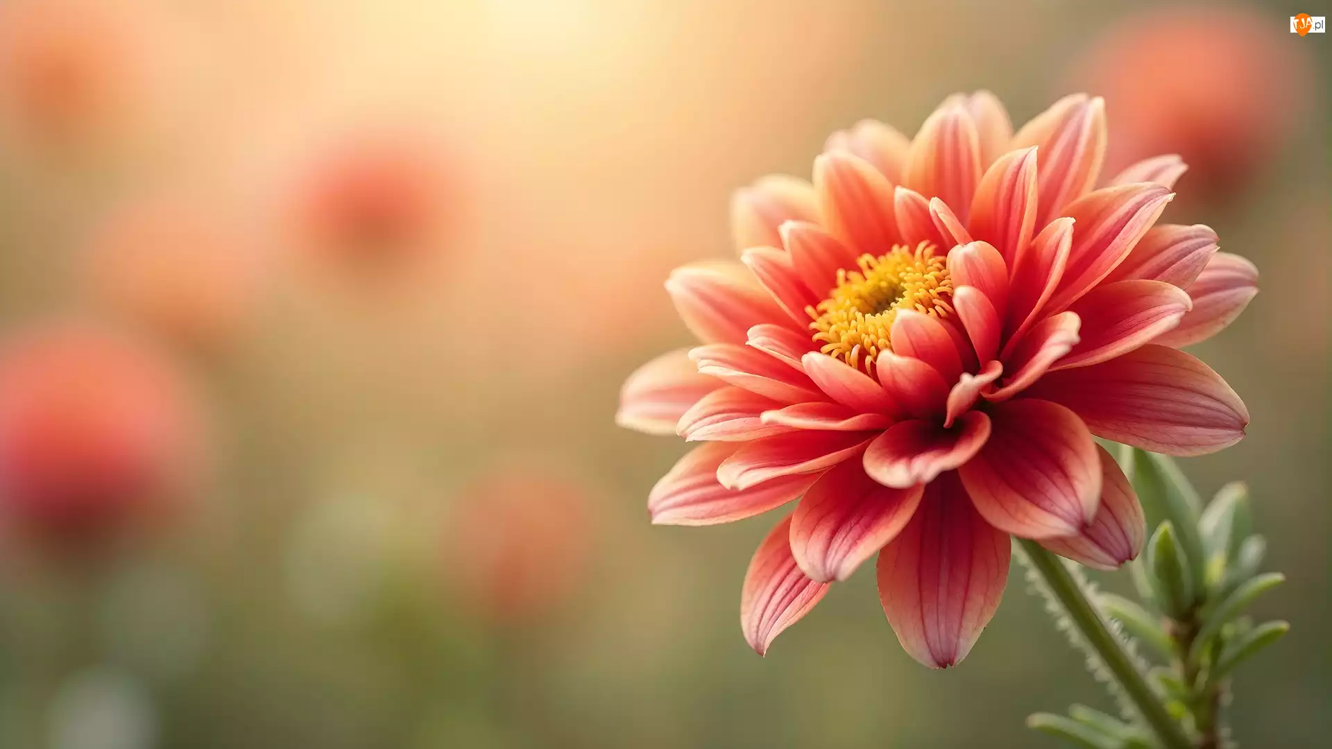 Rozmyte tło, Rozkwitnięty, Kwiat