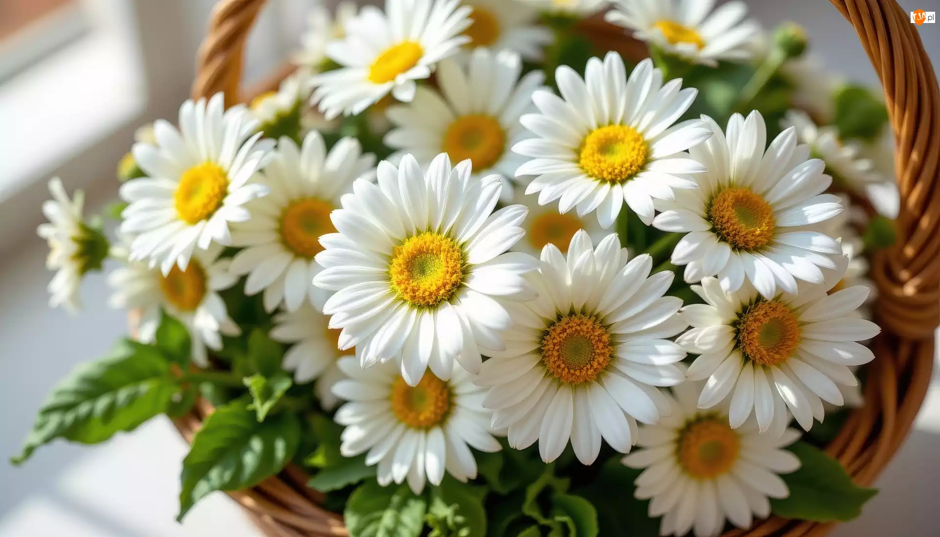 Koszyk, Białe, Stokrotki