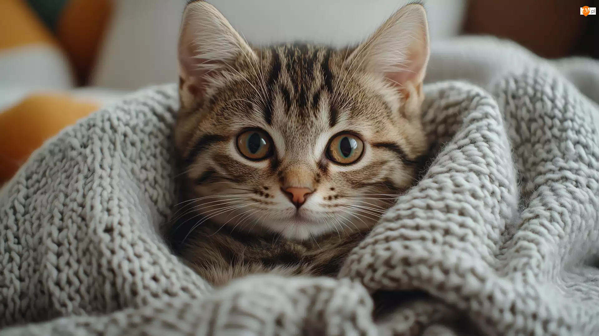 Koc, Szary, Mały, Kot