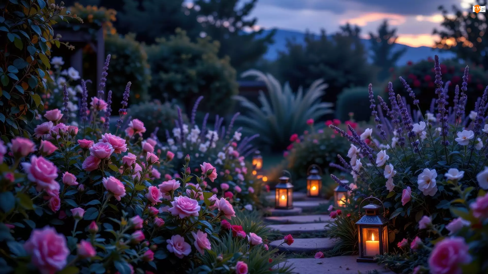 Kwiaty, Różowe, Lampiony, Ogród, Ozdobne, Rośliny, Róże