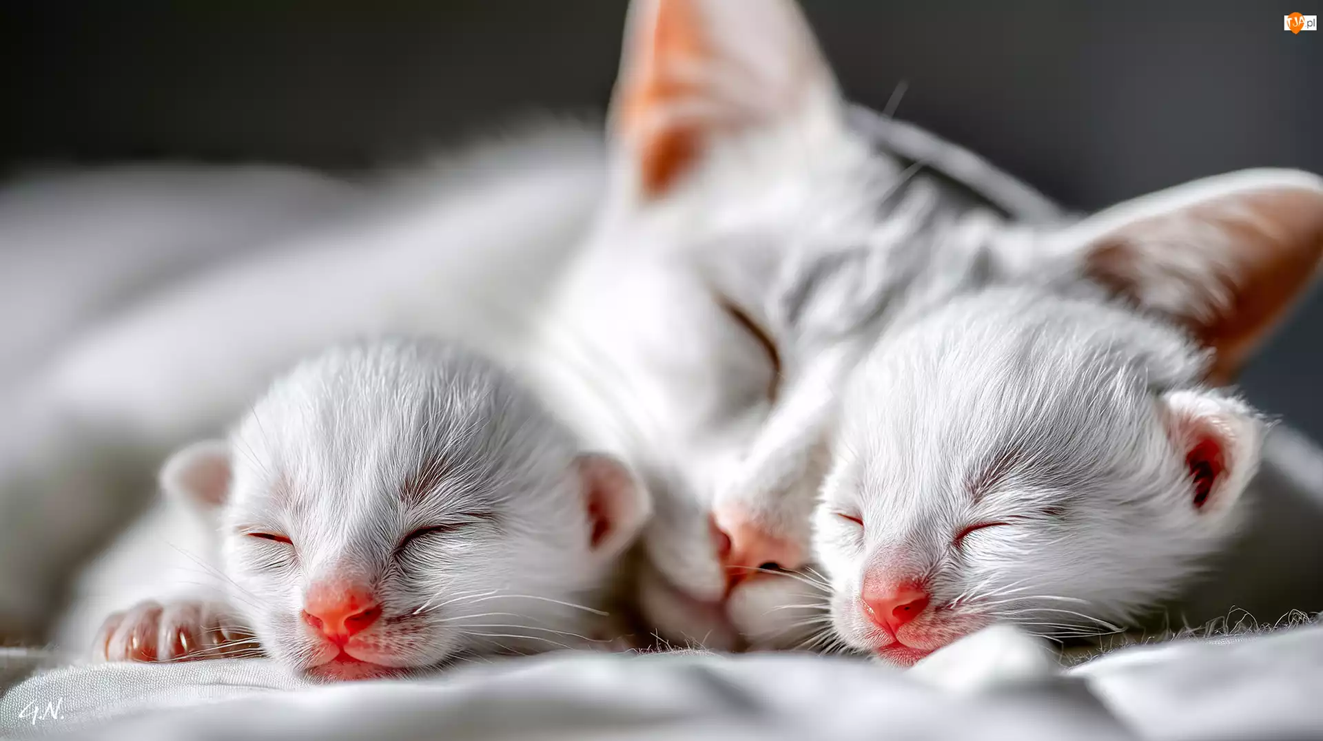 Białe, Śpiące, Dwa, Grafika AI, Koty, Kocięta
