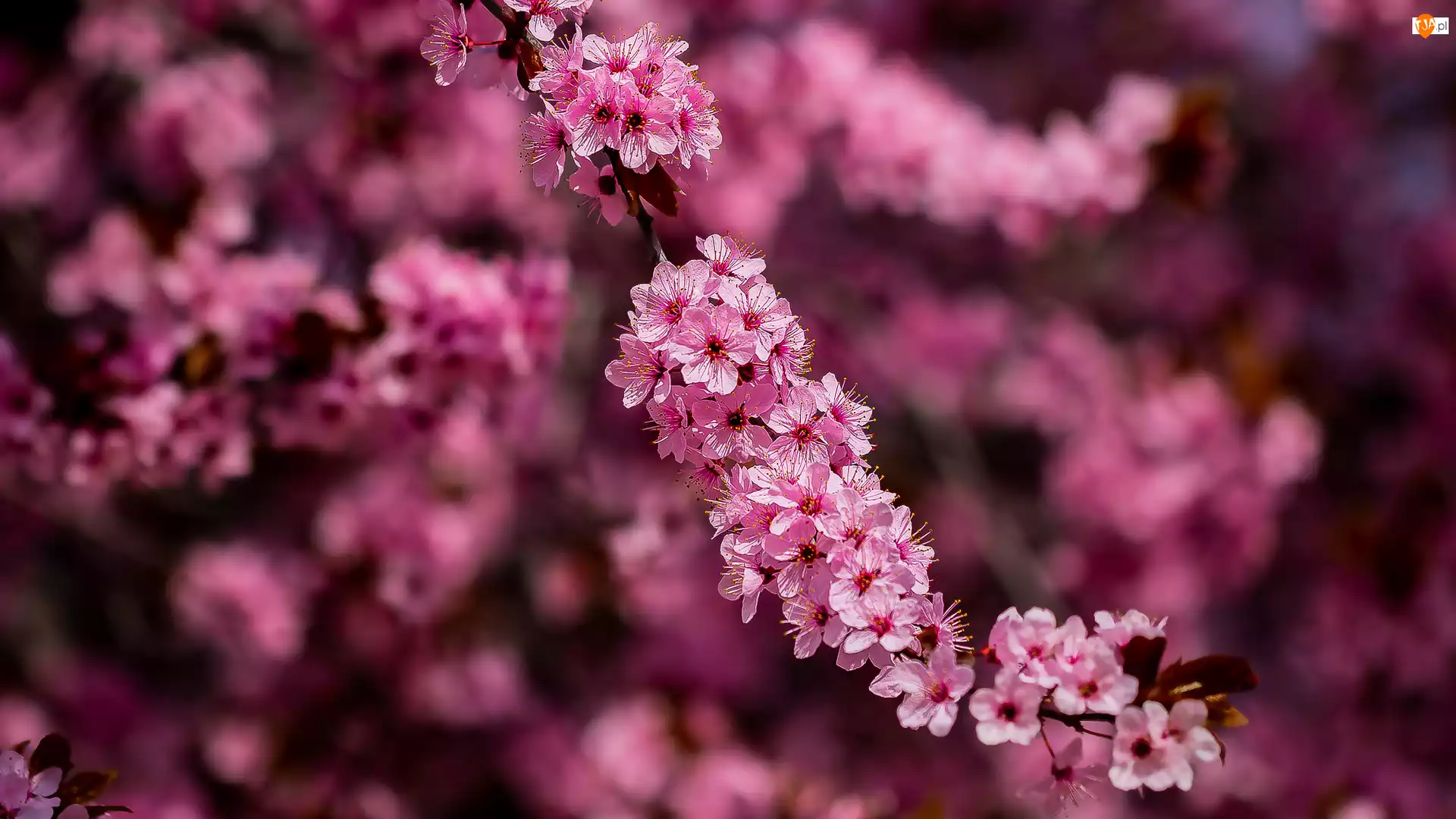 Gałązka, Kwiaty, Okwiecona, Drzewo owocowe, Ciemnoróżowe