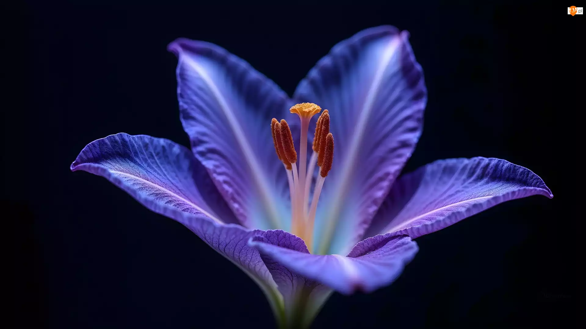 Niebieski, Kwiat, Makro, Przyroda