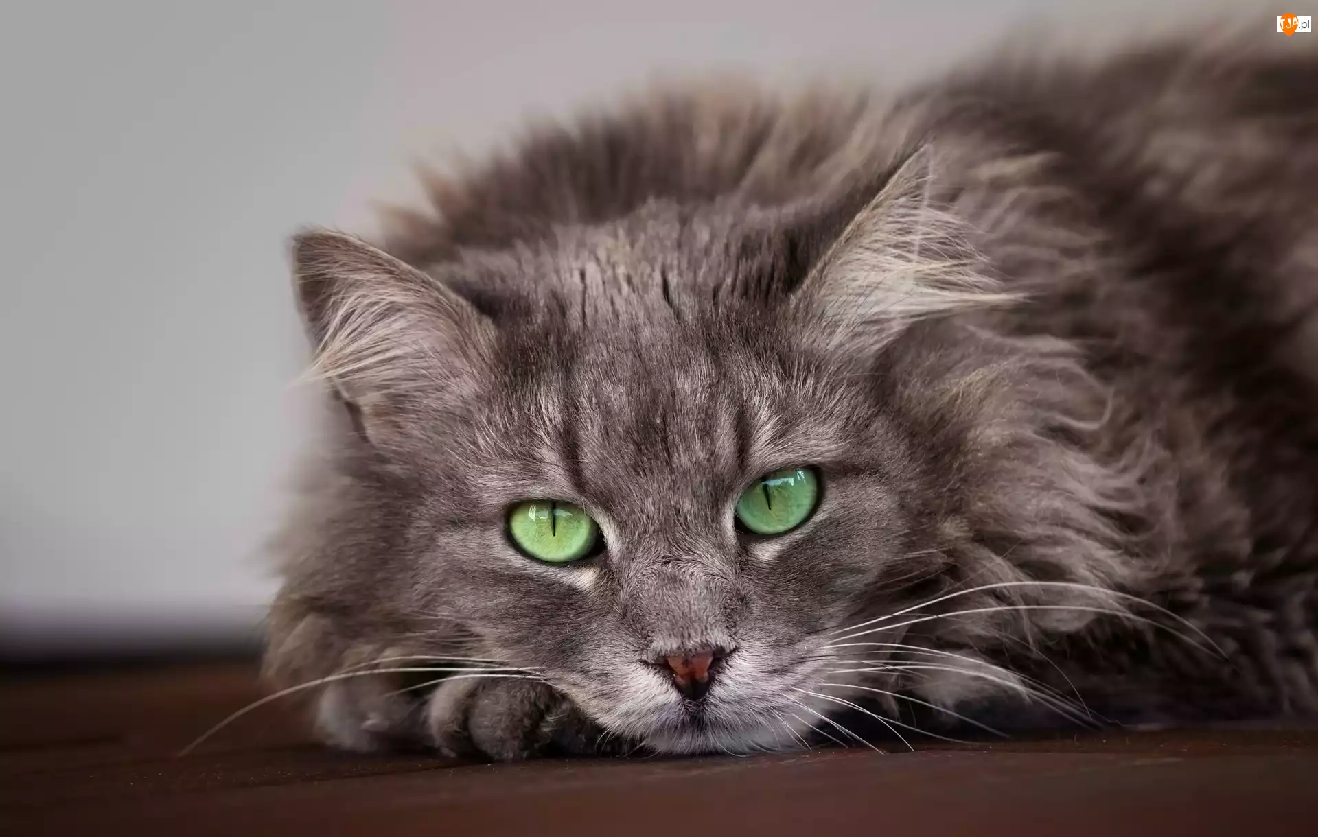 Oczy, Kot, Szary, Zielone