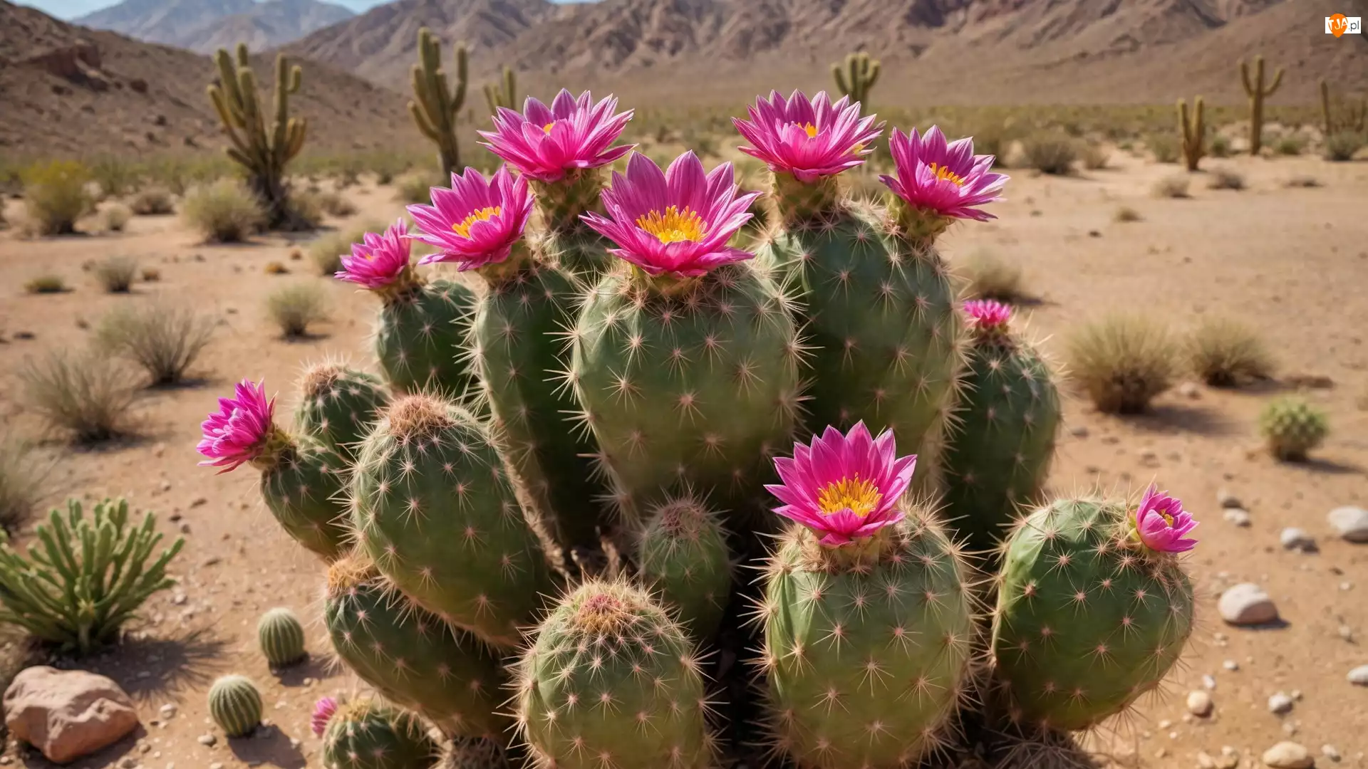 Kaktusy, Różowe, Kwiaty