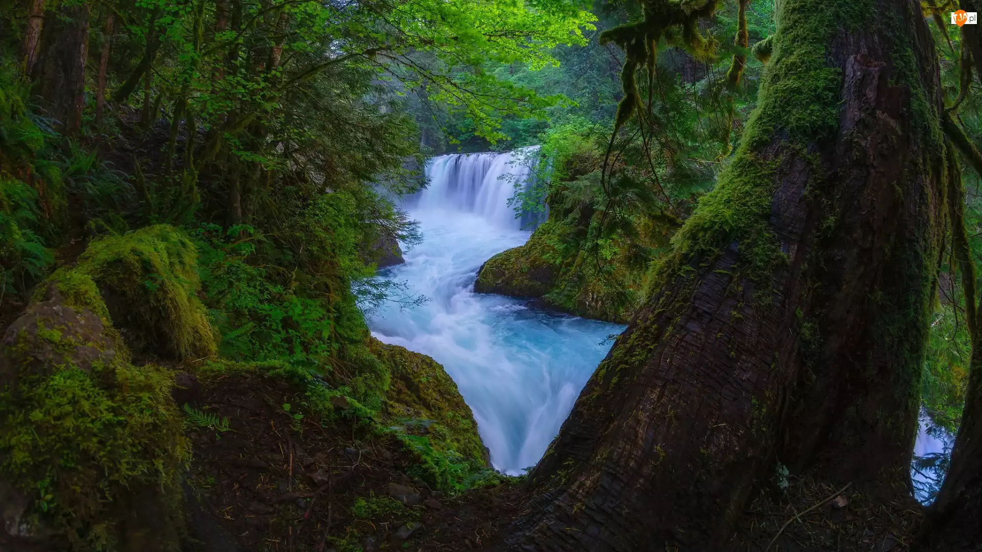 Rwąca, Wodospad, Drzewa, Las, Rzeka, Roślinność