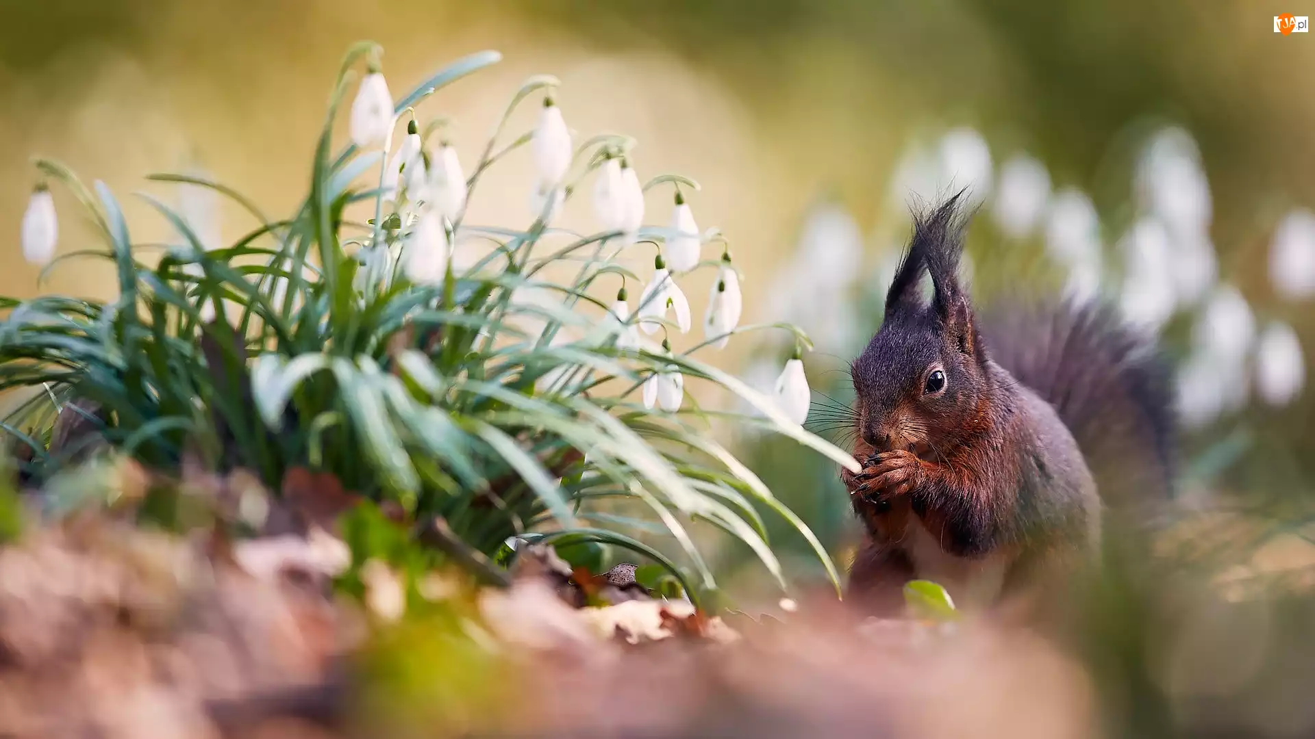 Przebiśniegi, Wiewiórka, Kwiaty