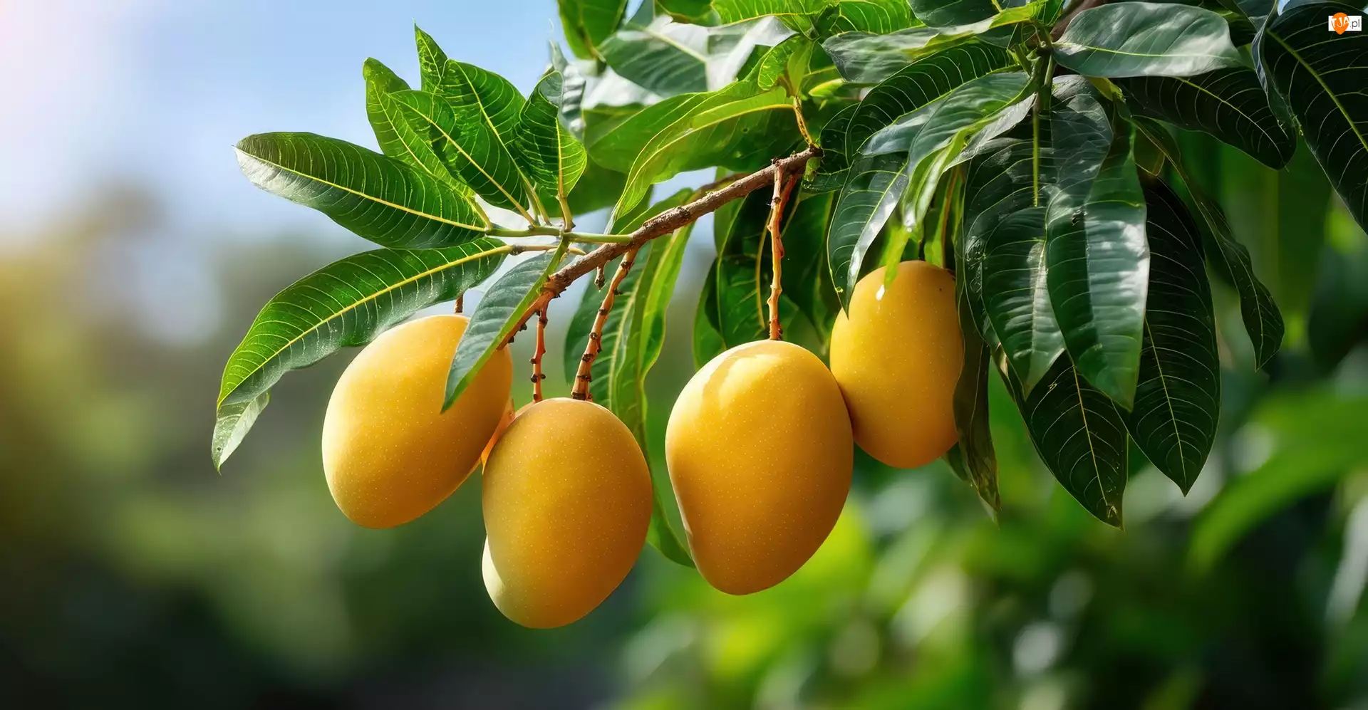 Gałąź, Grafika AI, Owoce, Mango, Liście