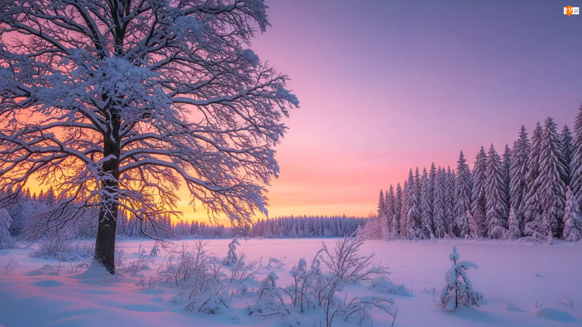 Krzewy, Zachód słońca, Drzewa, Zima, Ośnieżone