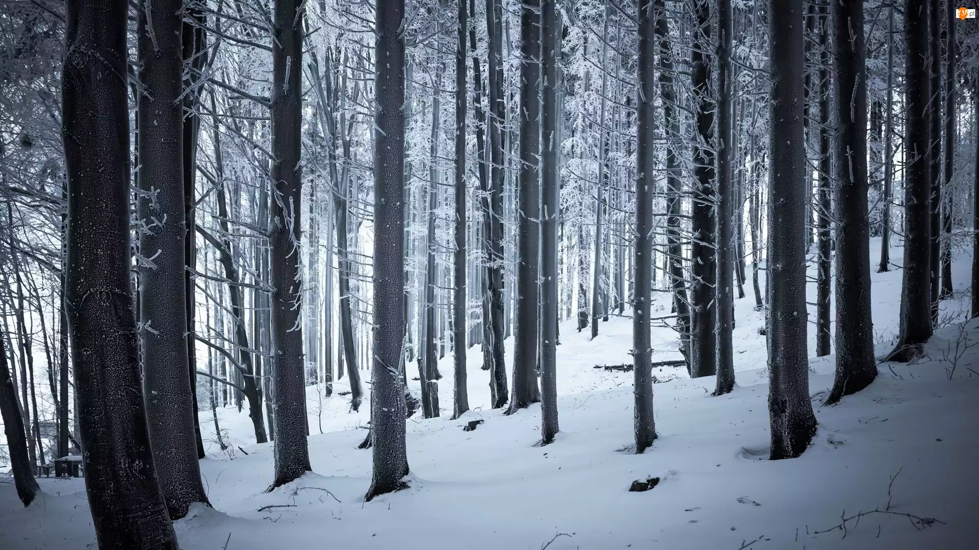 Śnieg, Pnie, Zima, Las, Drzewa