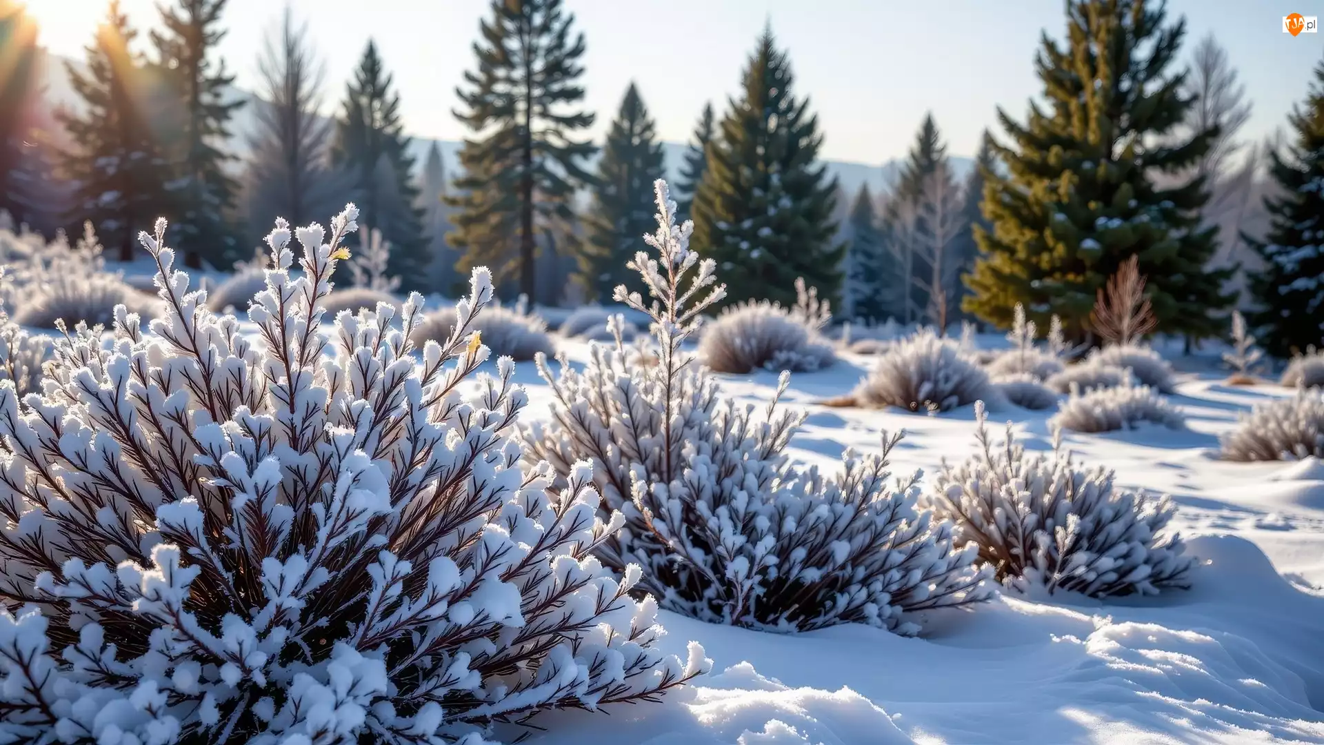 Ośnieżone, Rośliny, Drzewa, Zima, Krzewy