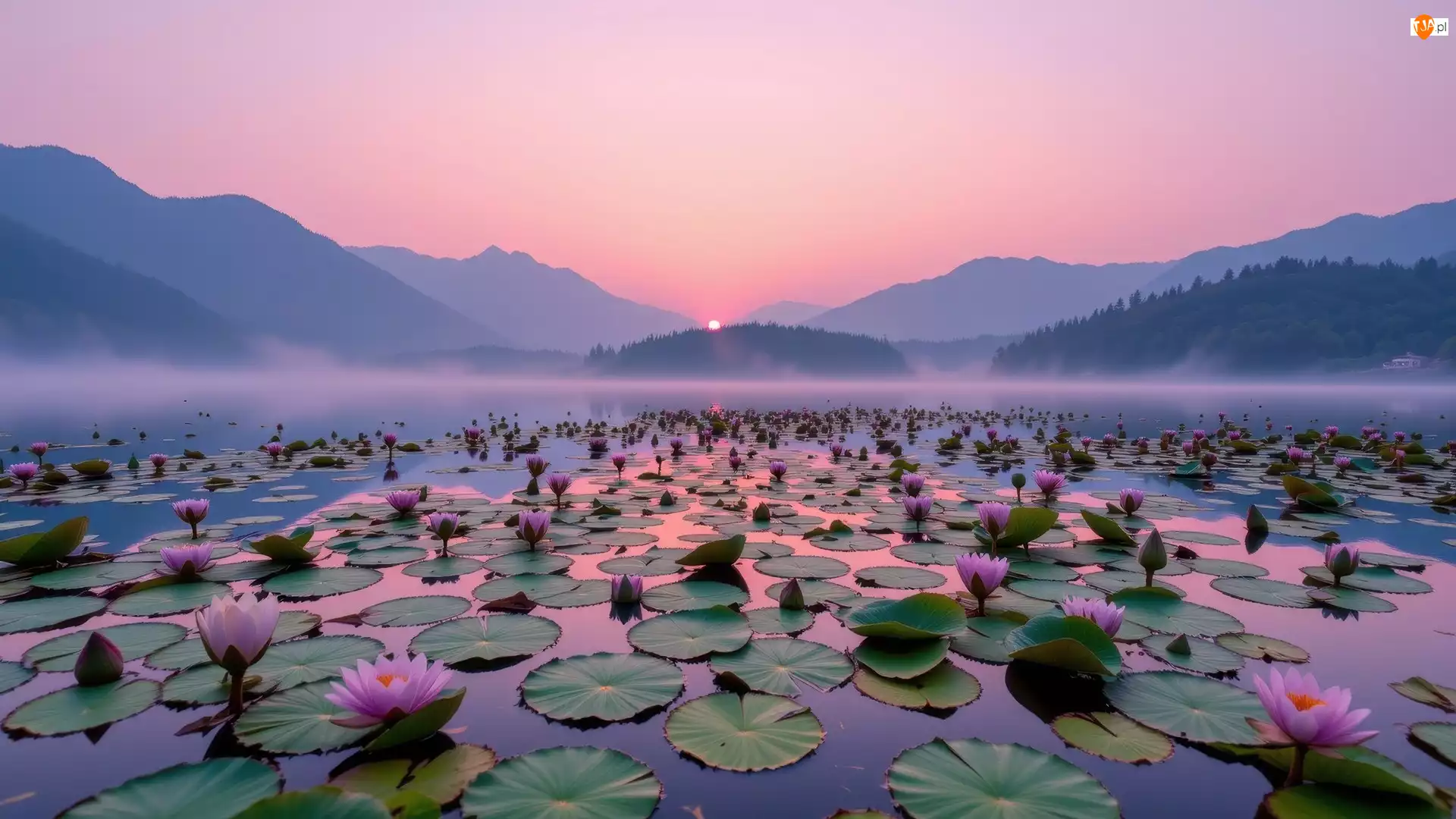 Mgła, Lilie wodne, Jezioro, Wschód słońca, Góry