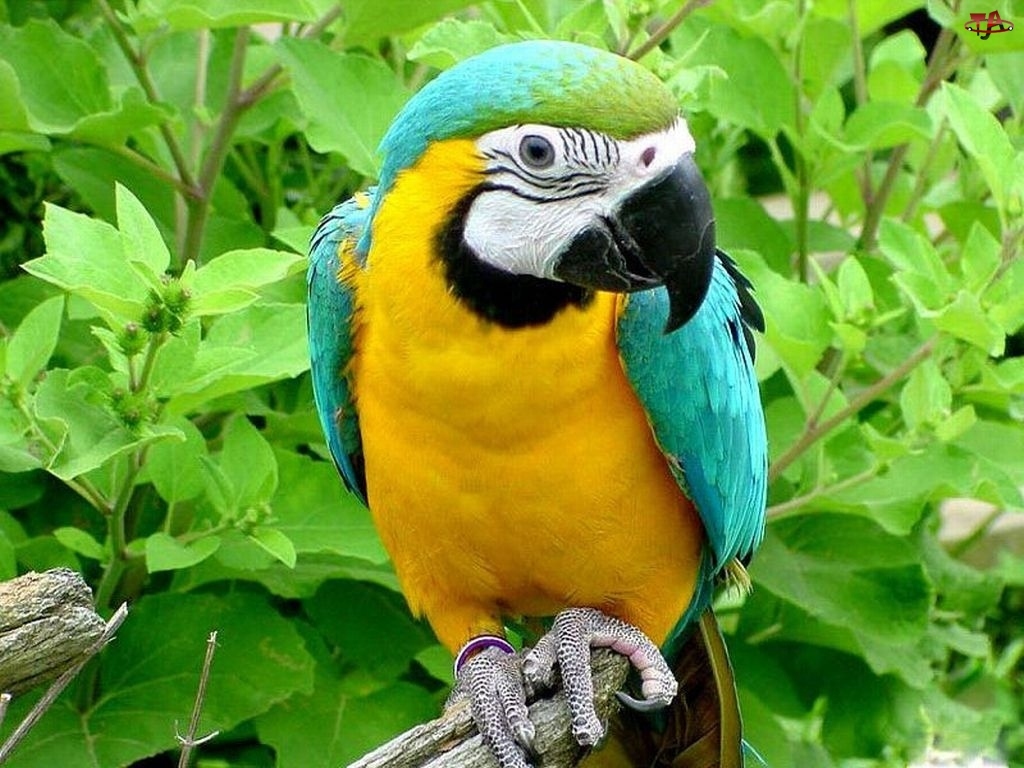Łąkówka turkusowa, Papuga