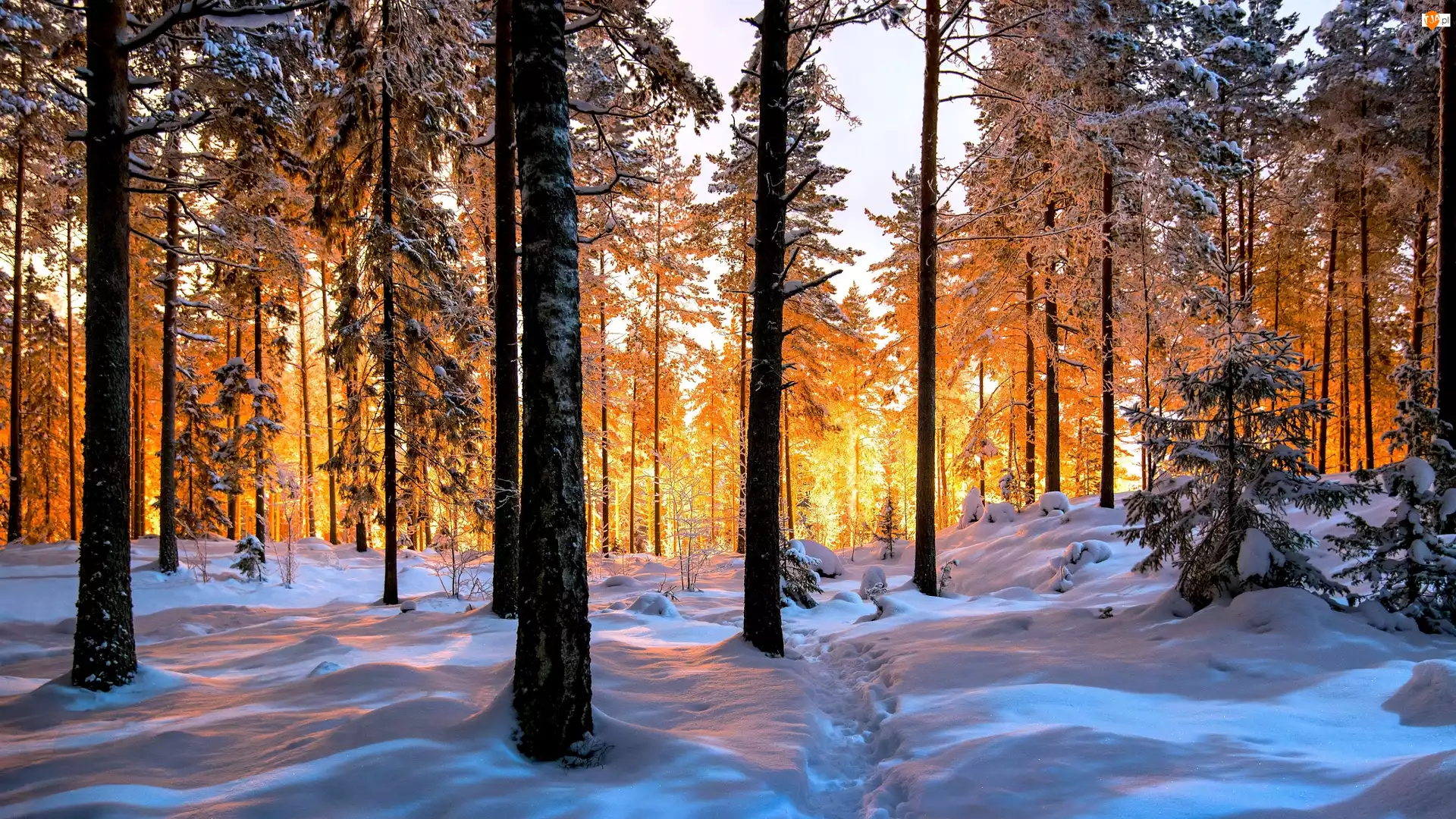 Las, Zima, Drzewa, Słoneczne, Ośnieżone, Światło