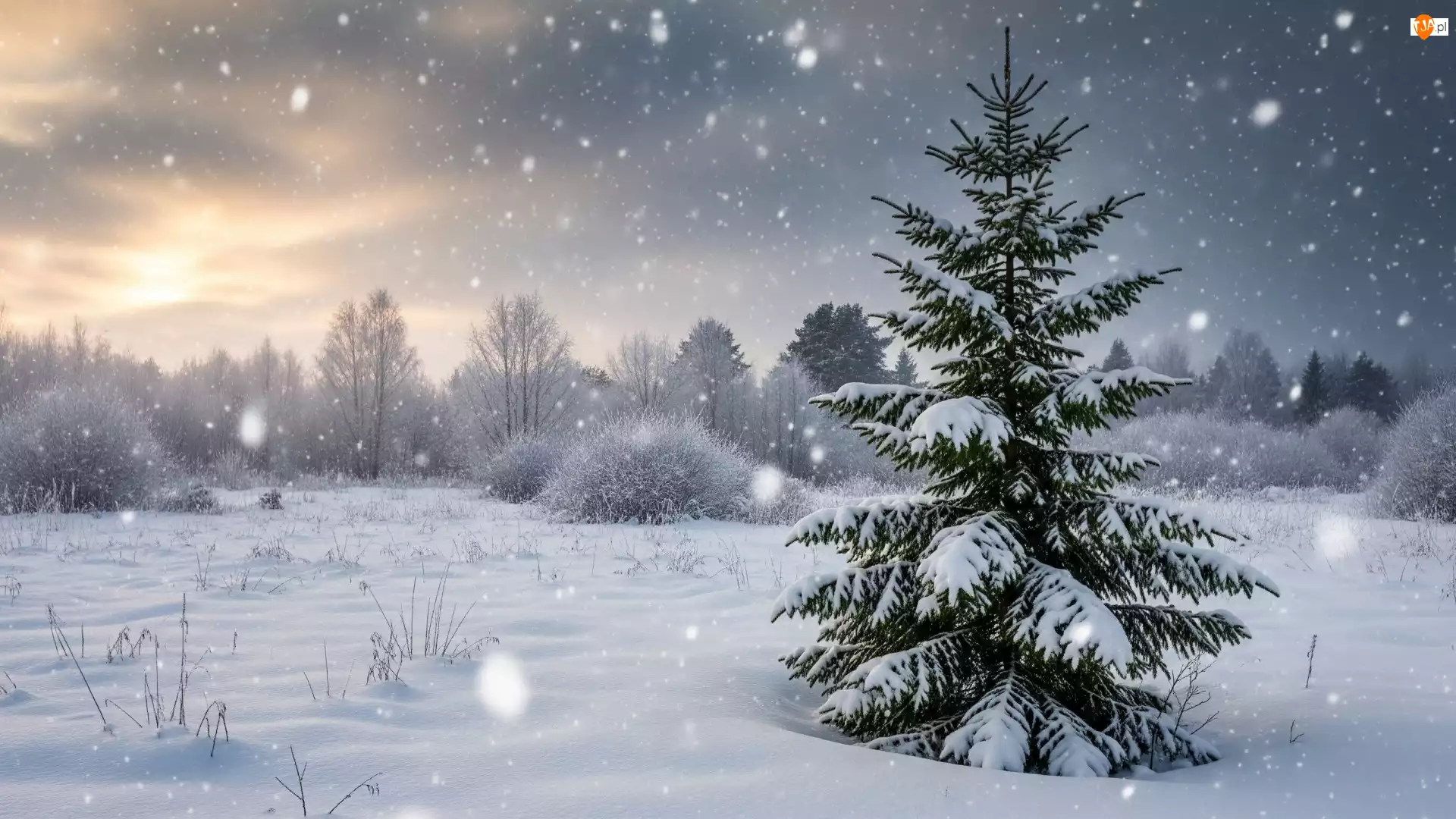 Zima, Drzewa, Śnieg, Padający, Ośnieżone