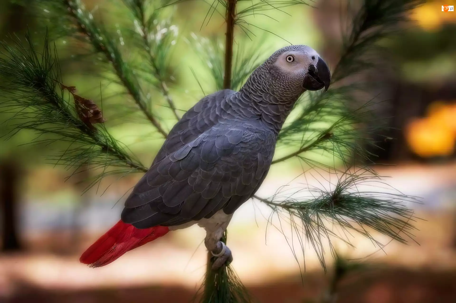 Żako, Gałąź, Papuga, Szara, Ptak