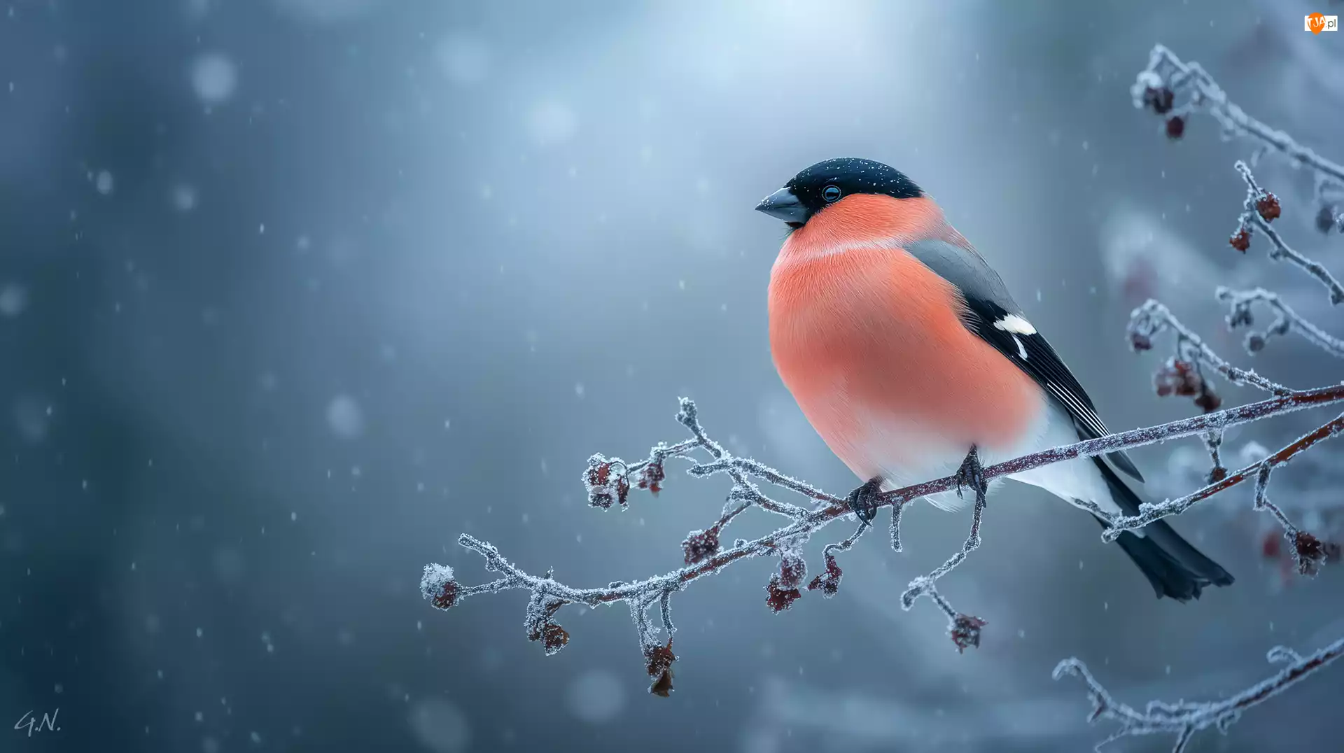 Oszroniona, Grafika AI, Gil, Ptak, Gałązka