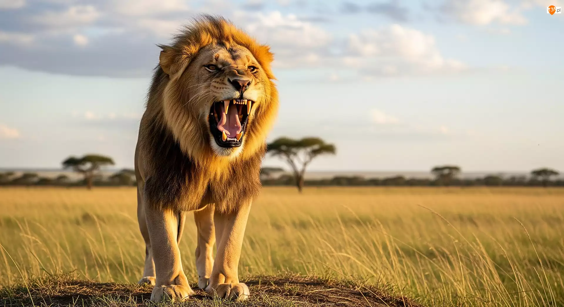 Grafika AI, Lew, Kły, Sawanna