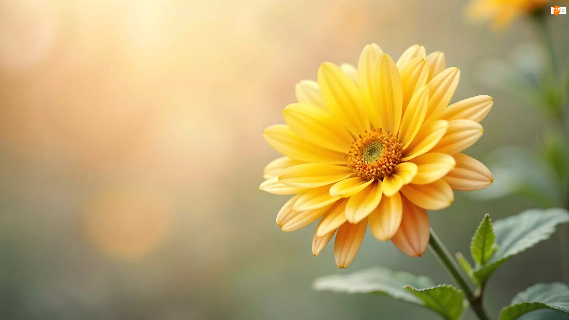 Żółty, Rozkwitnięty, Kwiat