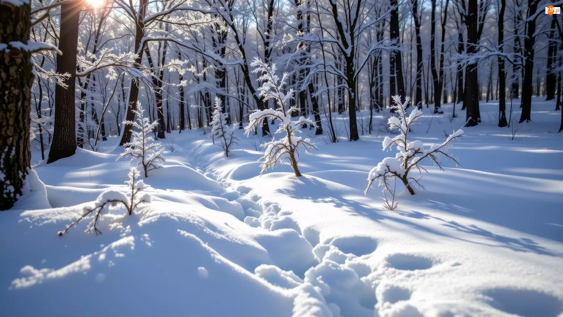 Las, Zima, Drzewa, Ślady, Ośnieżone, Przebijające światło