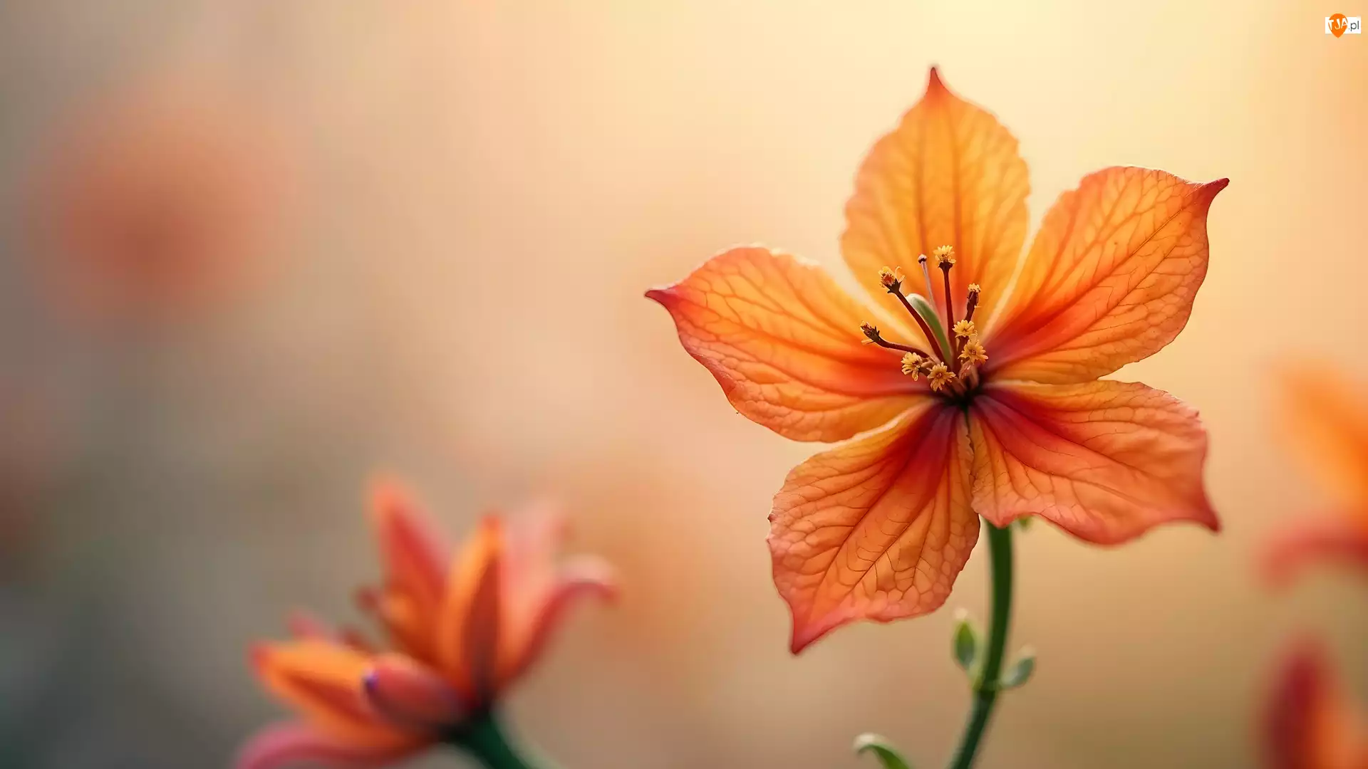 Kwiat, Pomarańczowy, Rozkwinięty