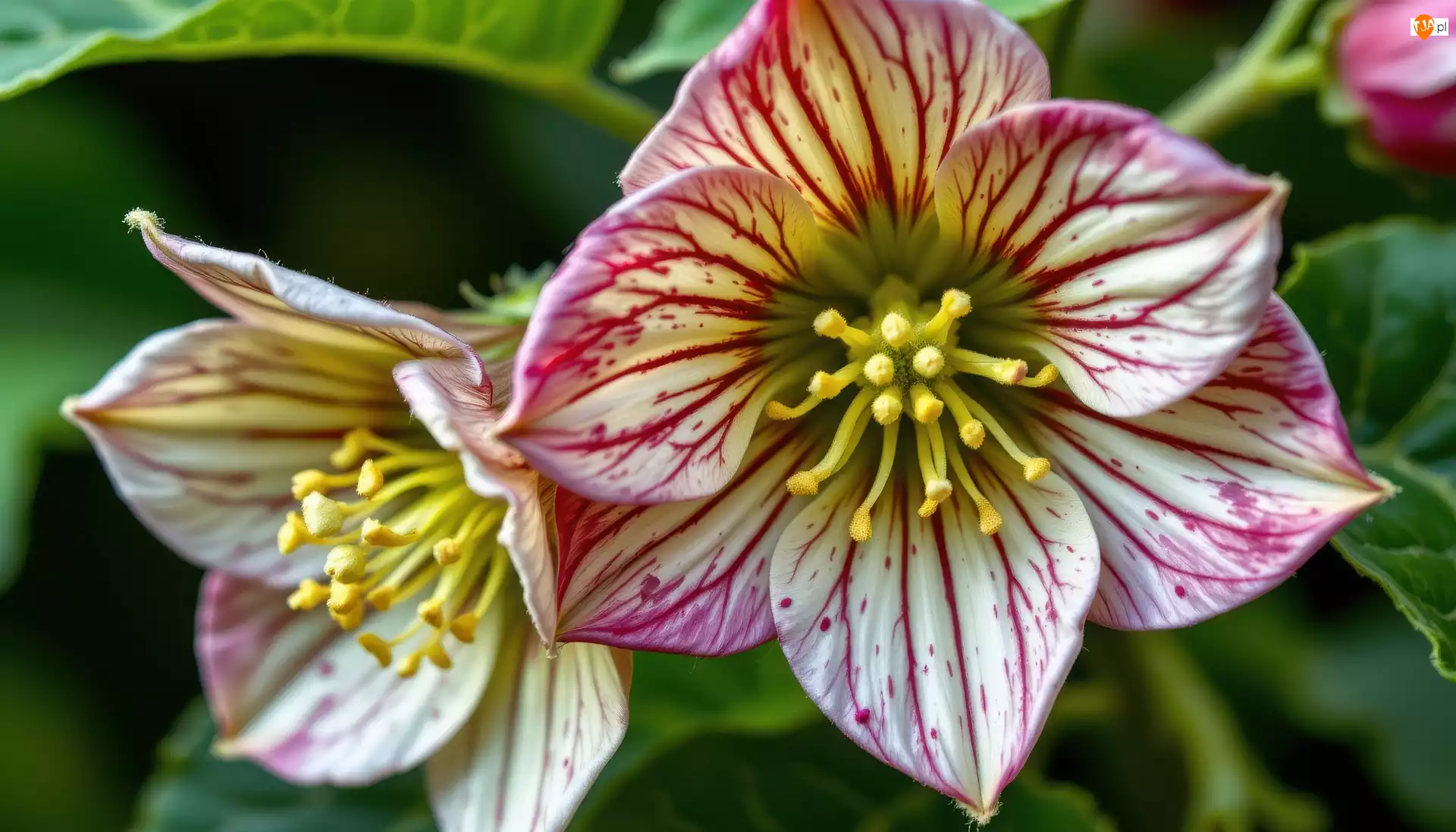 Pręciki, Grafika AI, Ciemierniki, Kwiaty, Liście