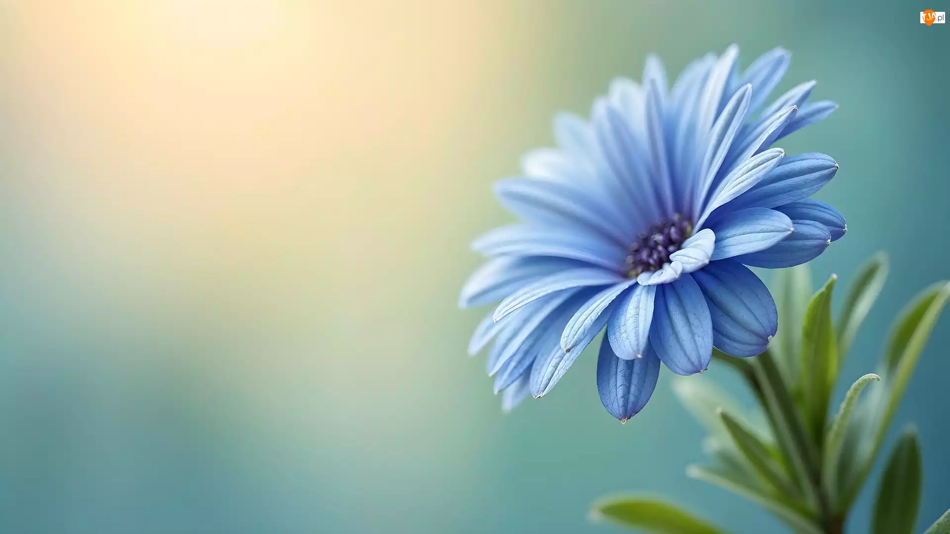 Grafika, Kwiat, Niebieska, Stokrotka afrykańska