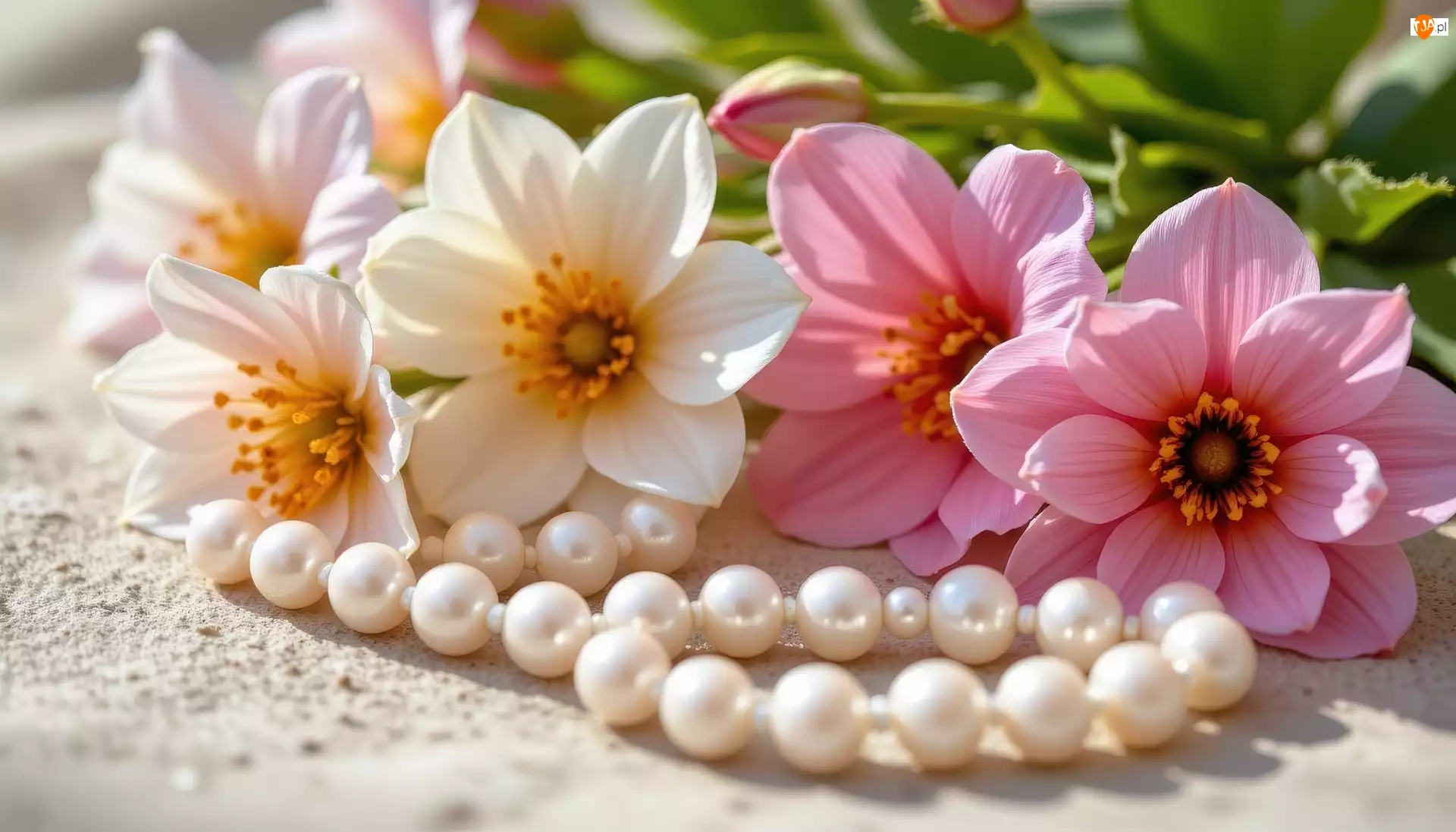 Białe, Perły, Kwiaty, Różowe, Korale