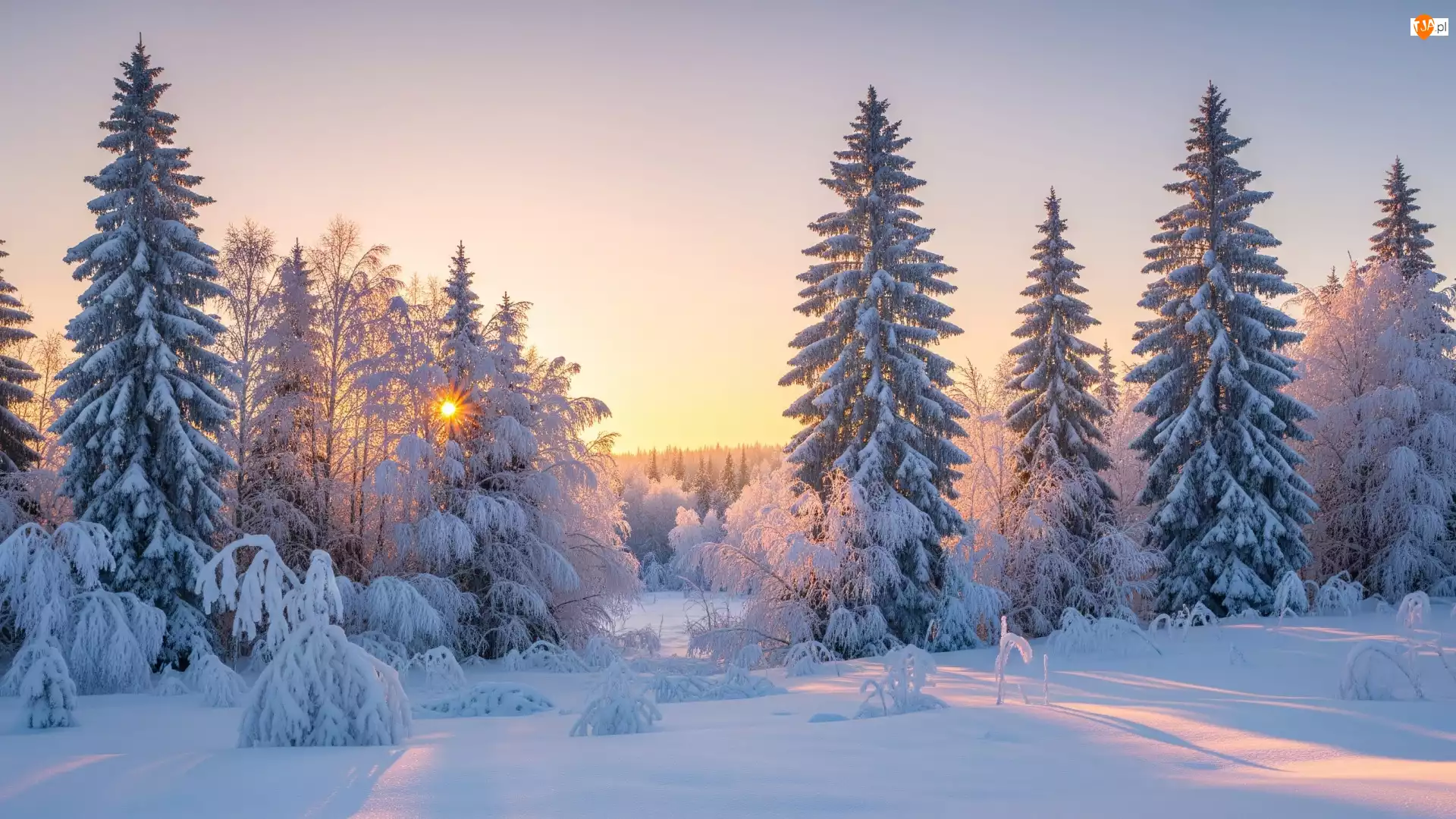 Ośnieżone, Zachód Słońca, Drzewa, Zima, Las