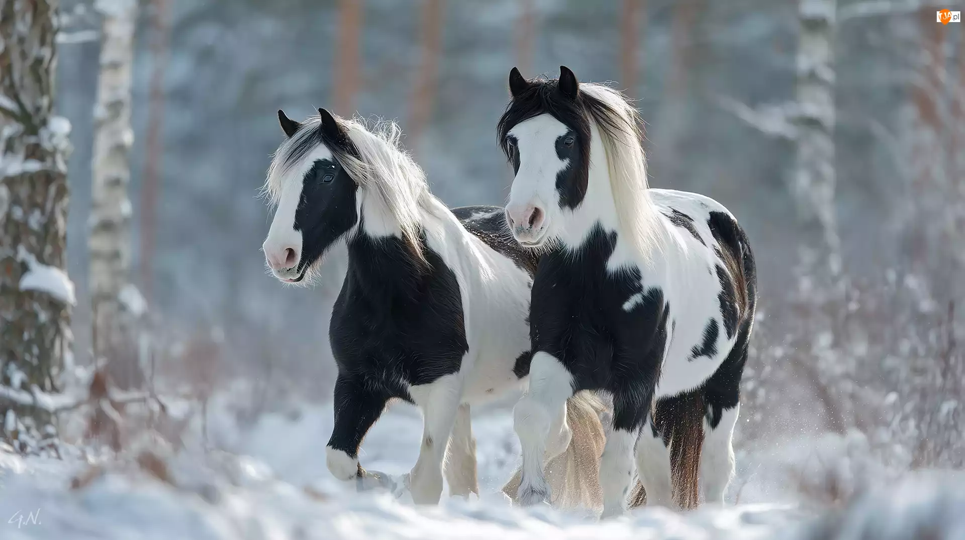 Grafika AI, Konie, American Paint Horse, Zima