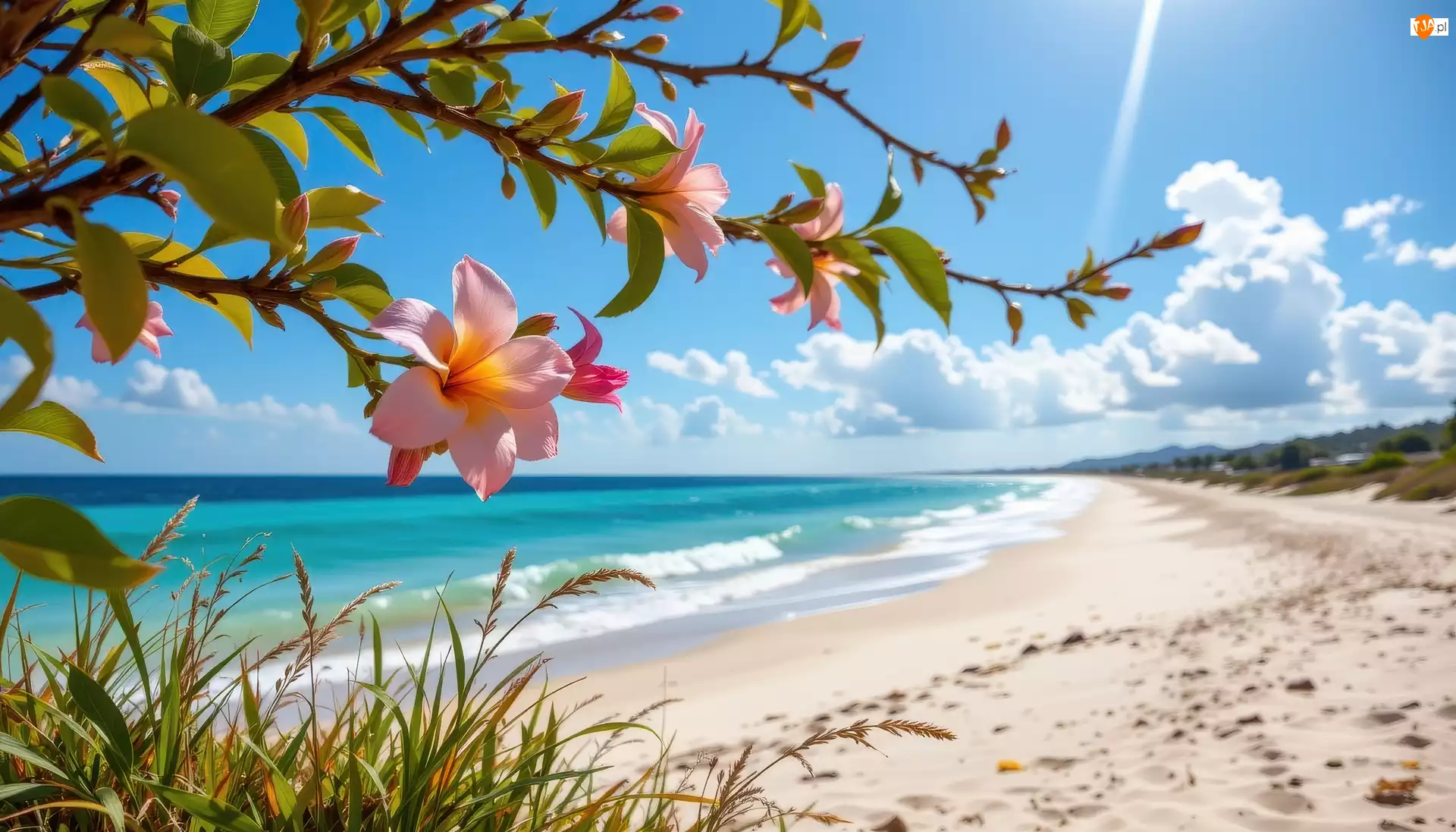 Gałązki, Morze, Plaża, Kwiaty