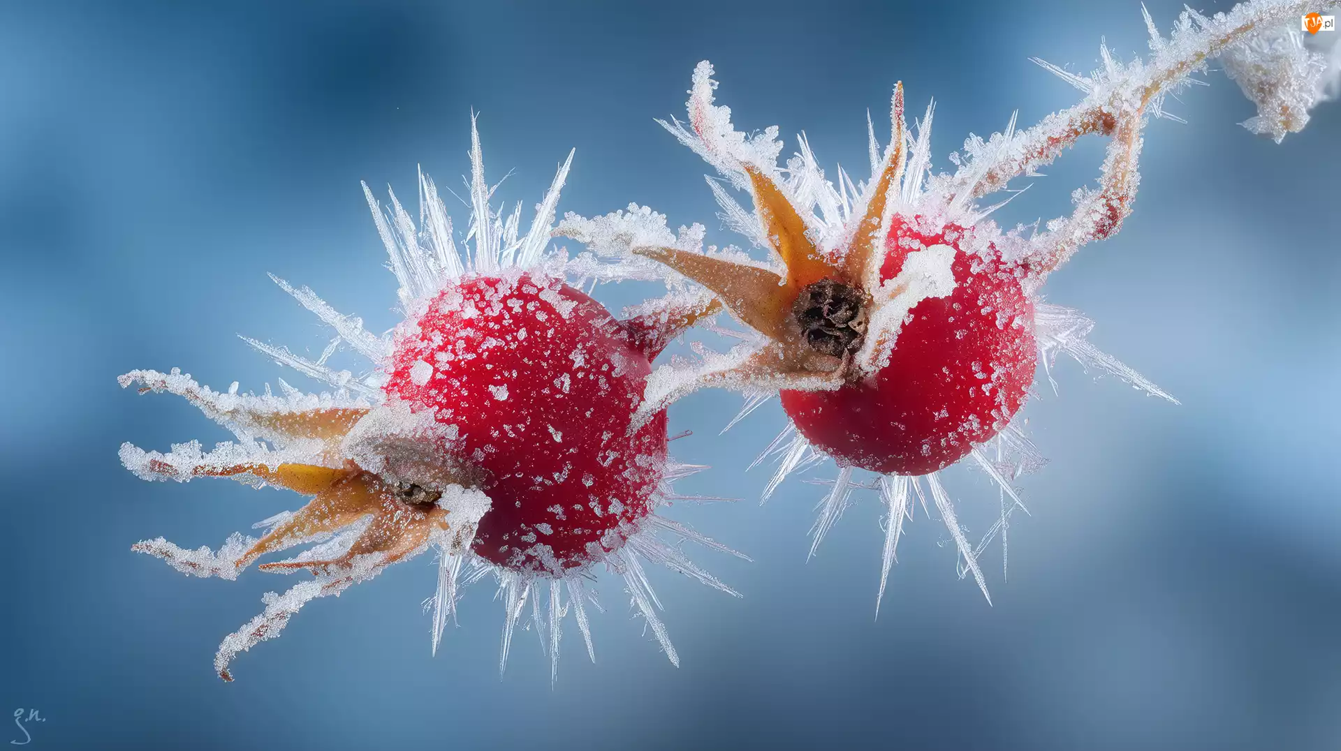 Grafika AI, Zmarznięte, Owoce, Dzika róża