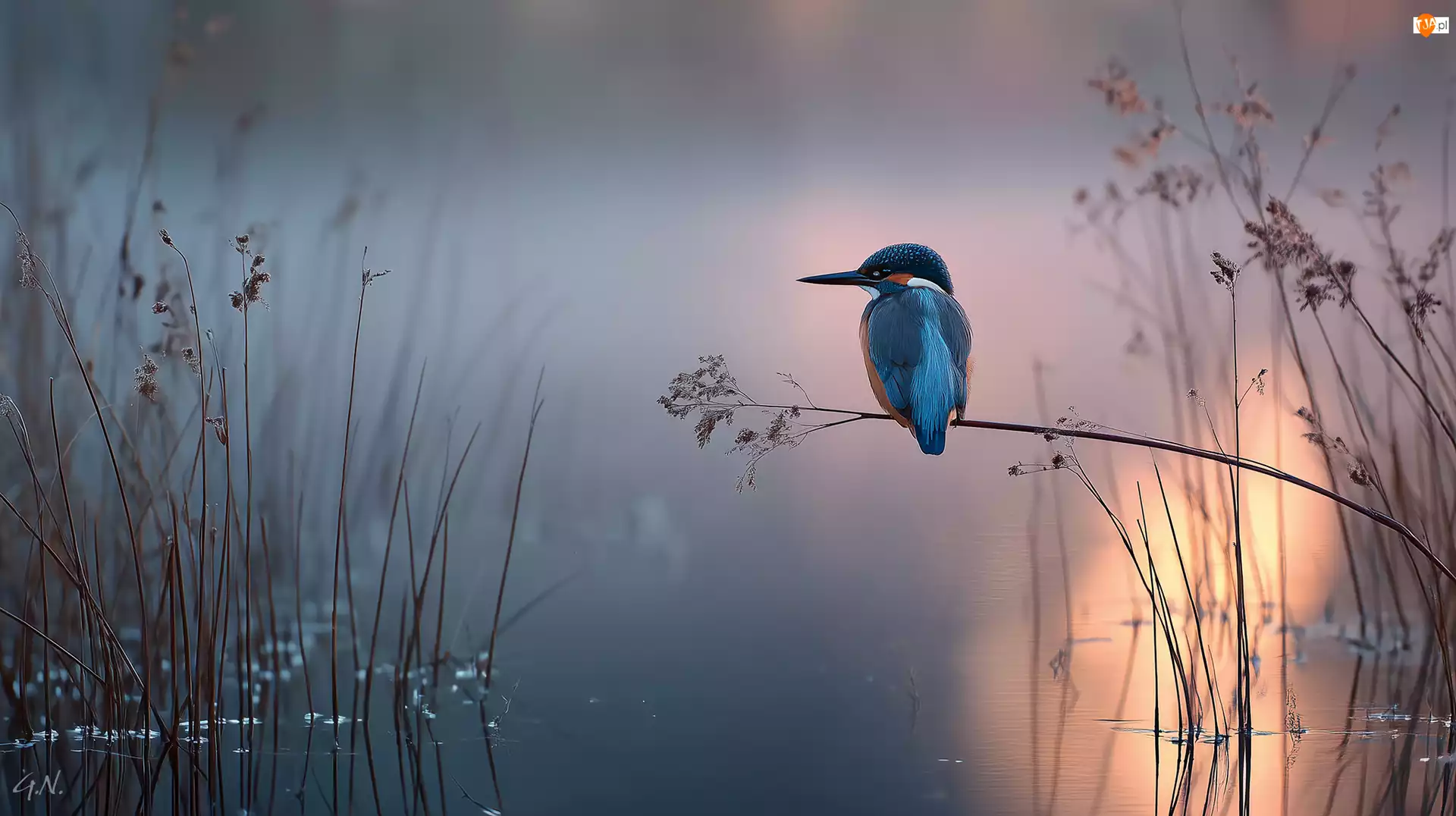 Grafika AI, Zimorodek, Trawy, Jezioro