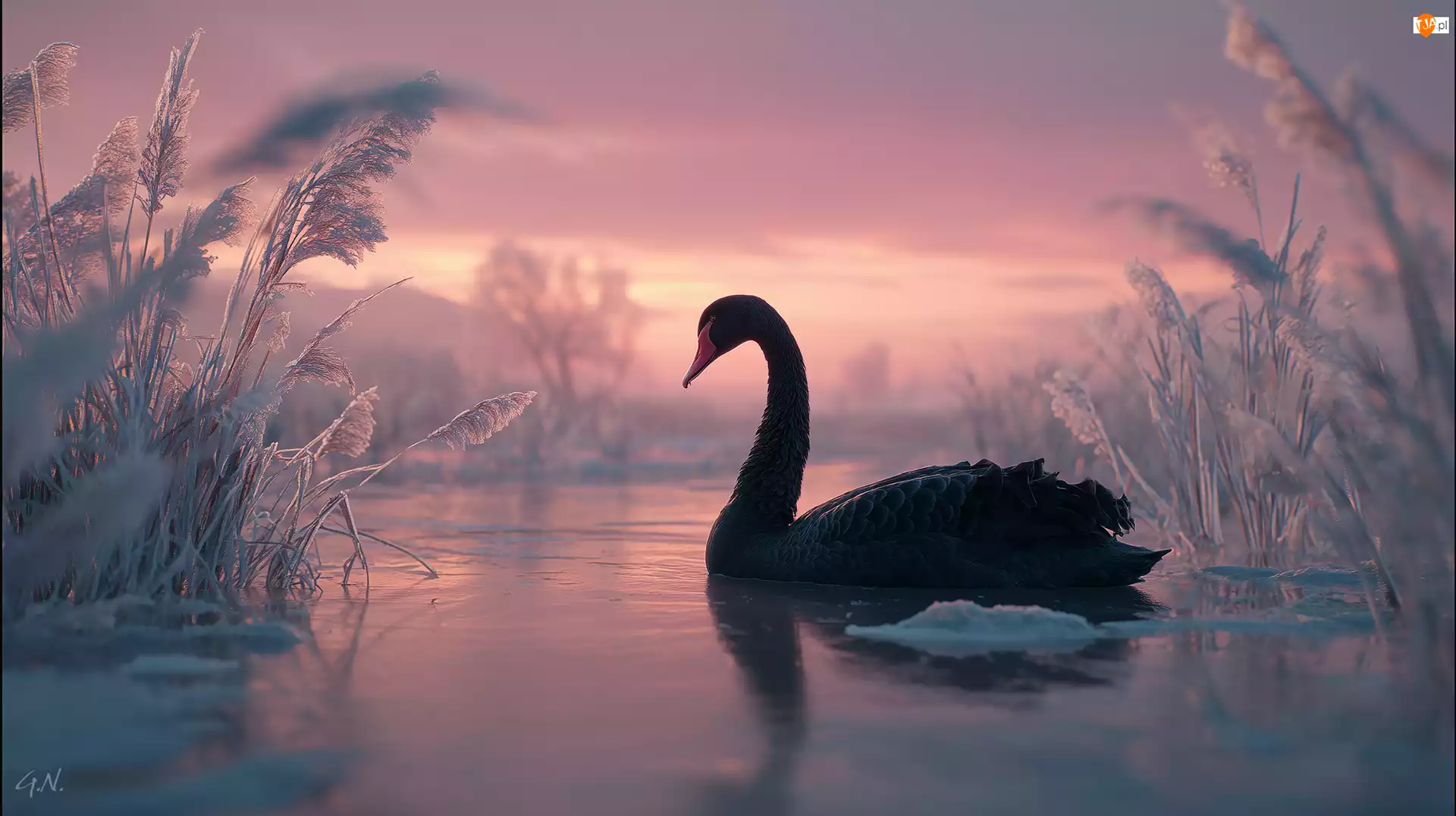 Jezioro, Grafika AI, Łabędź, Czarny, Trawy