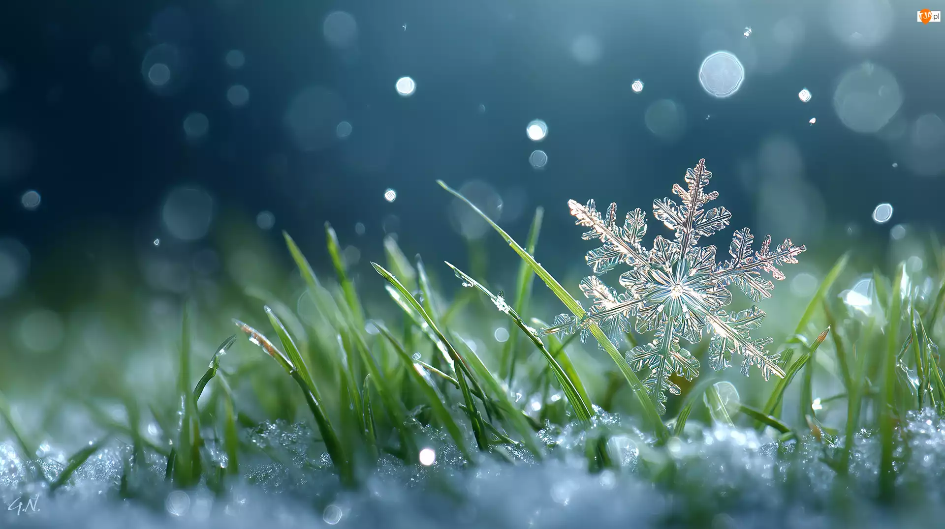 Grafika AI, Śnieżynka, Trawa, Śnieg