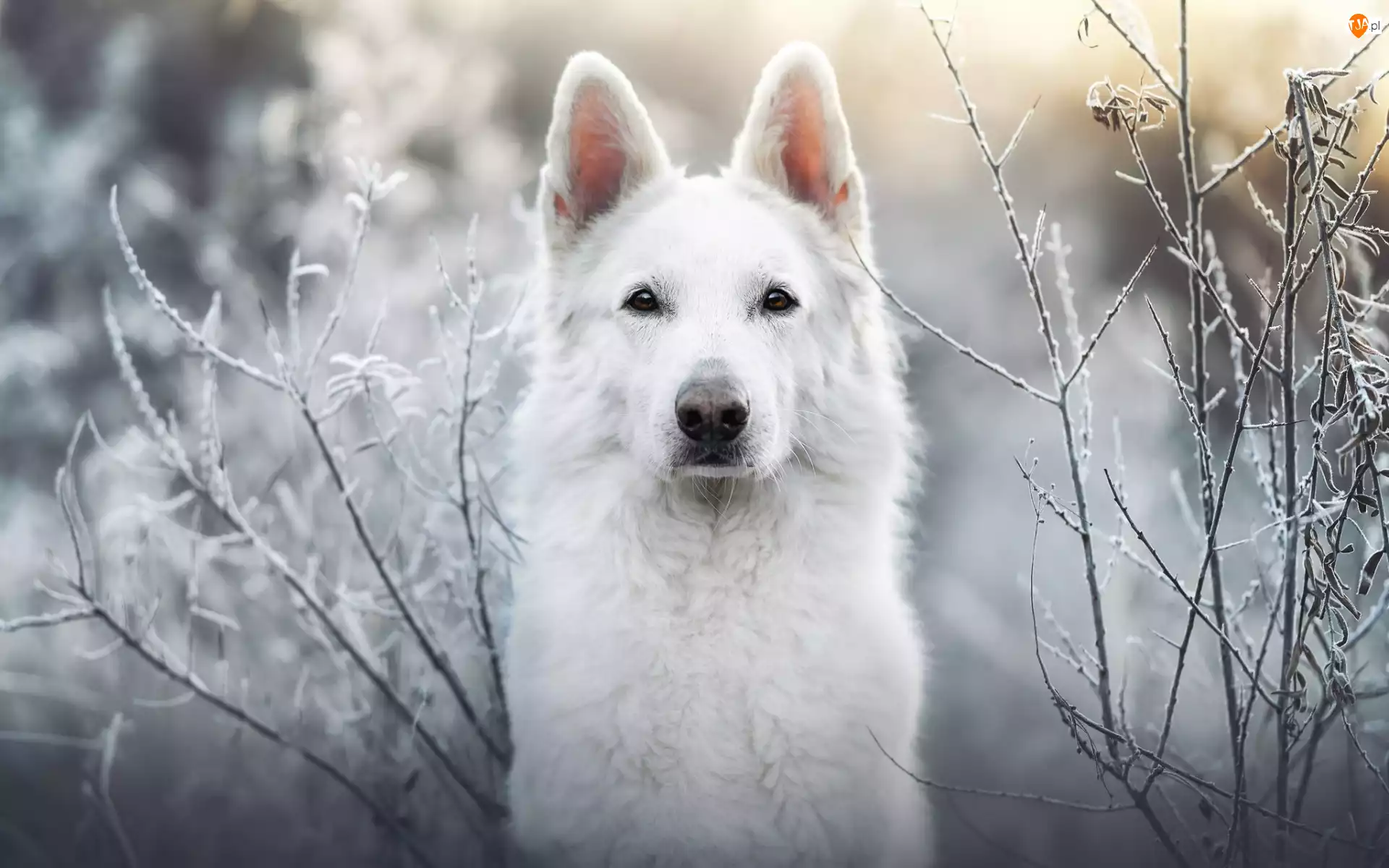 Gałązki, Pies, Biały owczarek szwajcarski, Oszronione