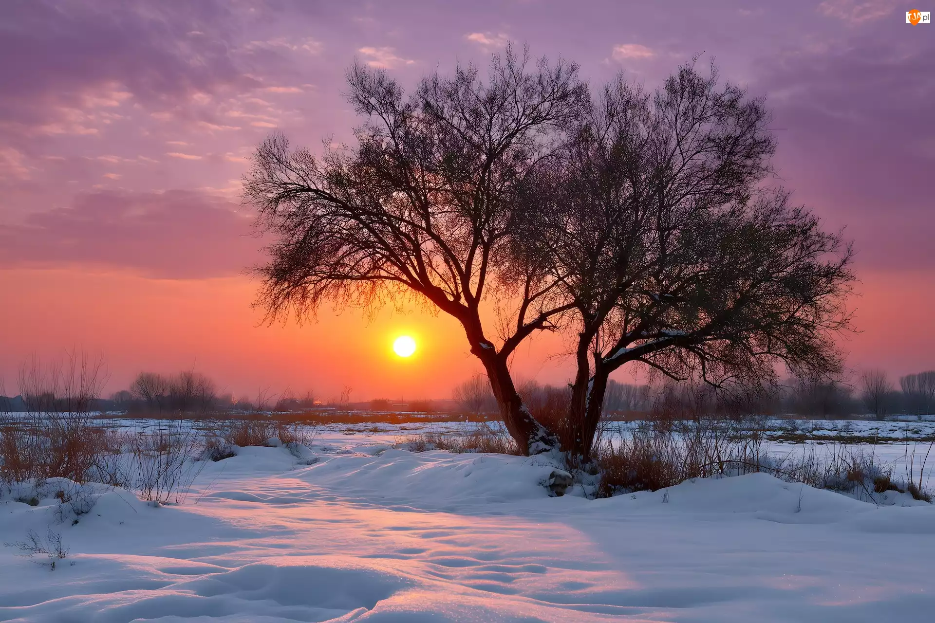 Bezlistne, Zima, Zachód słońca, Drzewo
