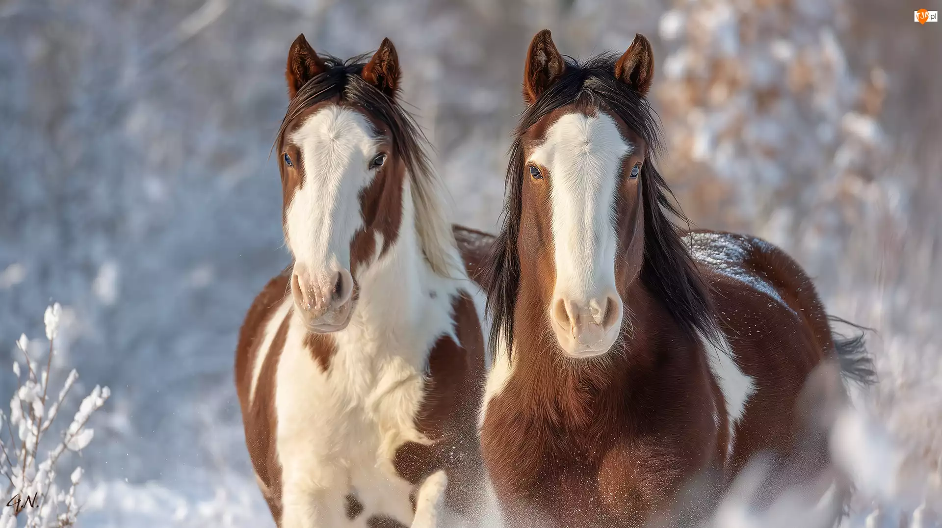 American Paint Horse, Grafika AI, Konie, Dwa, Zima