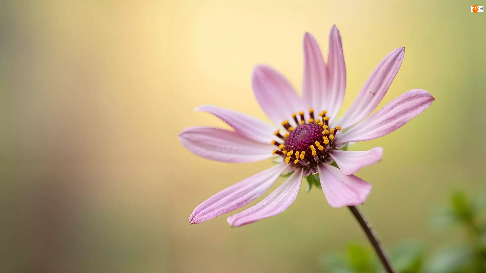 Kwiat, Różowy, Rozwinięty